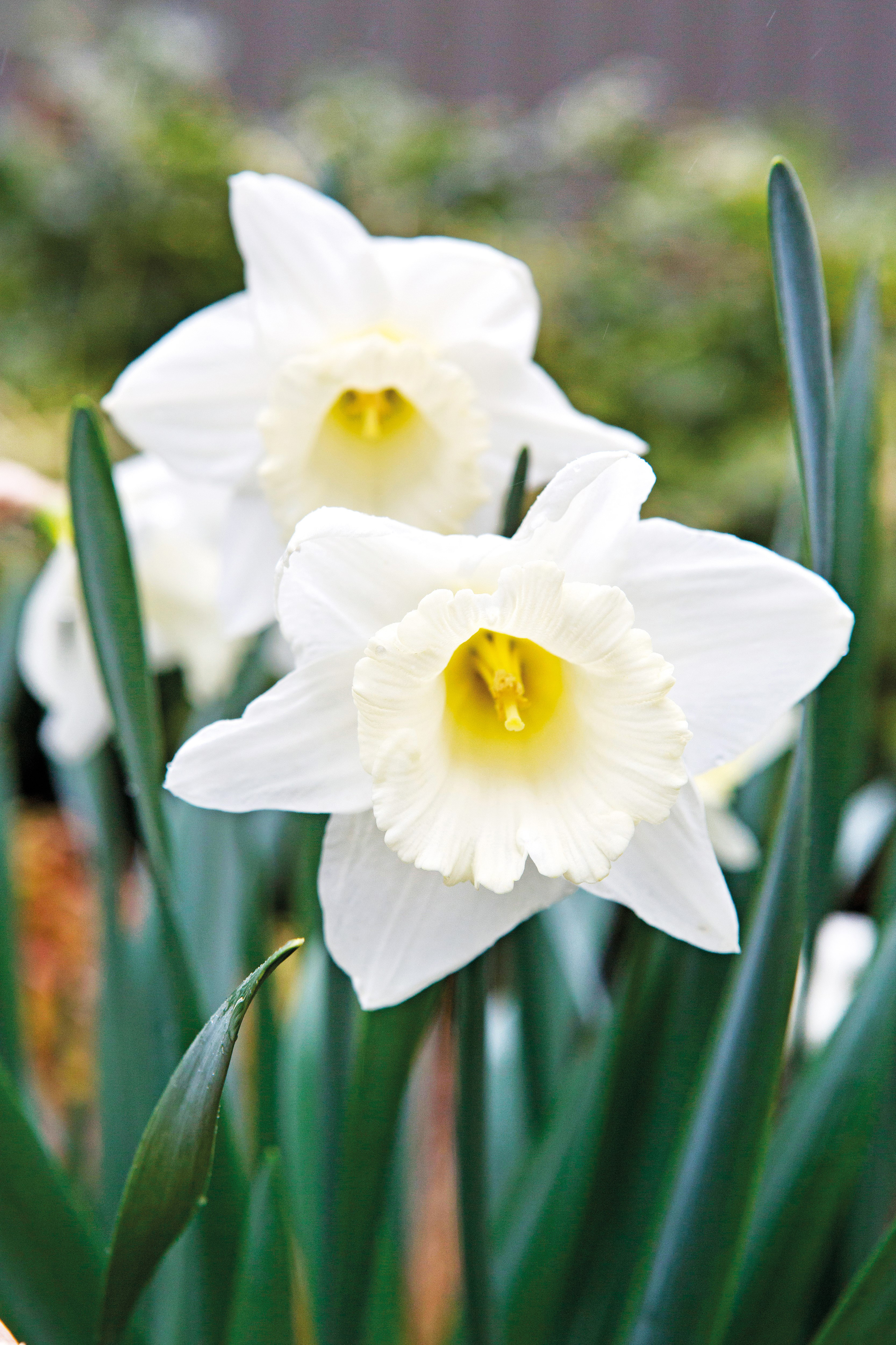 Narcissus 'Snowy Mountain' (Tulip Store/PA)