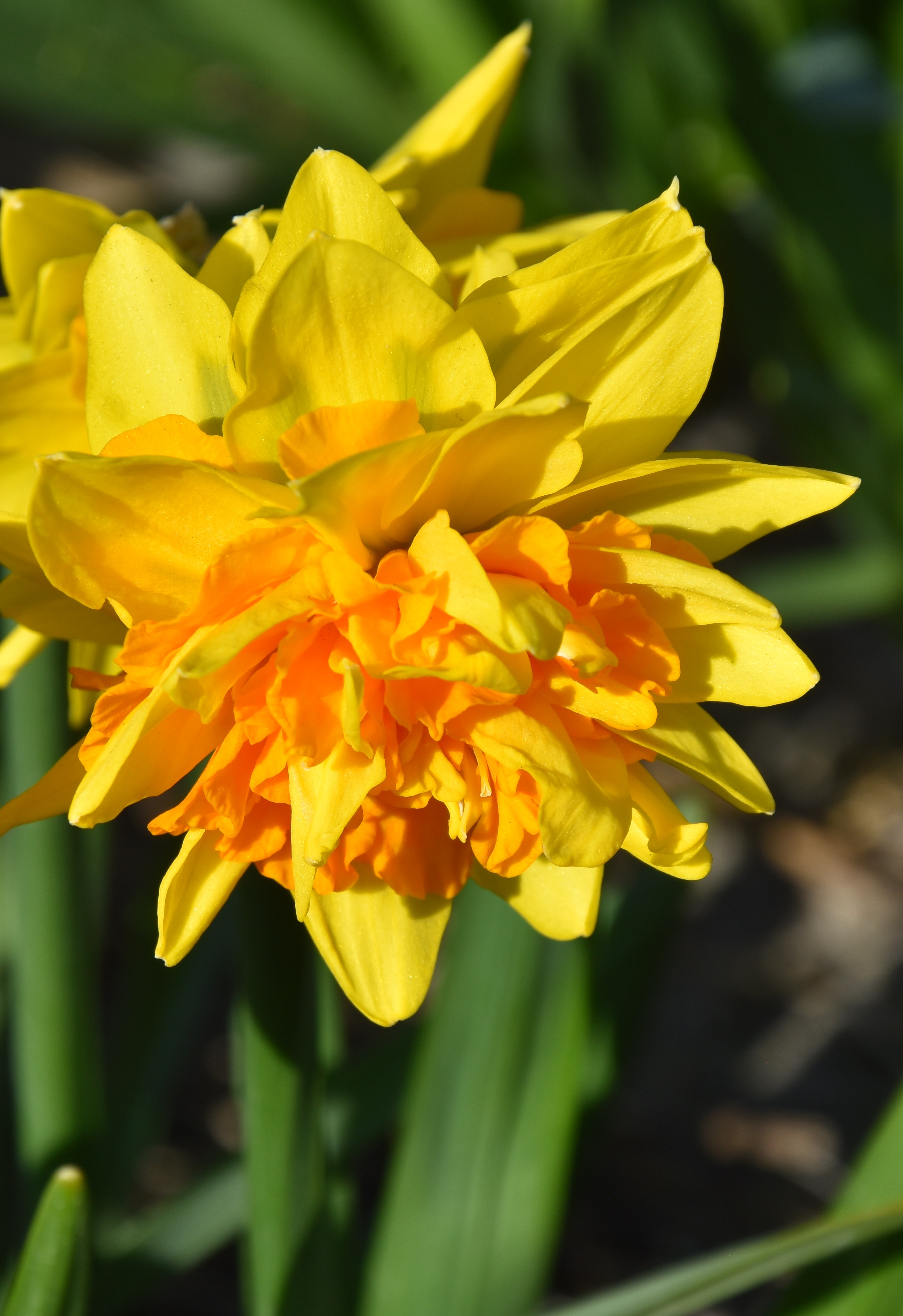 Narcissus 'Double Joy' (Direct Bulbs/PA)