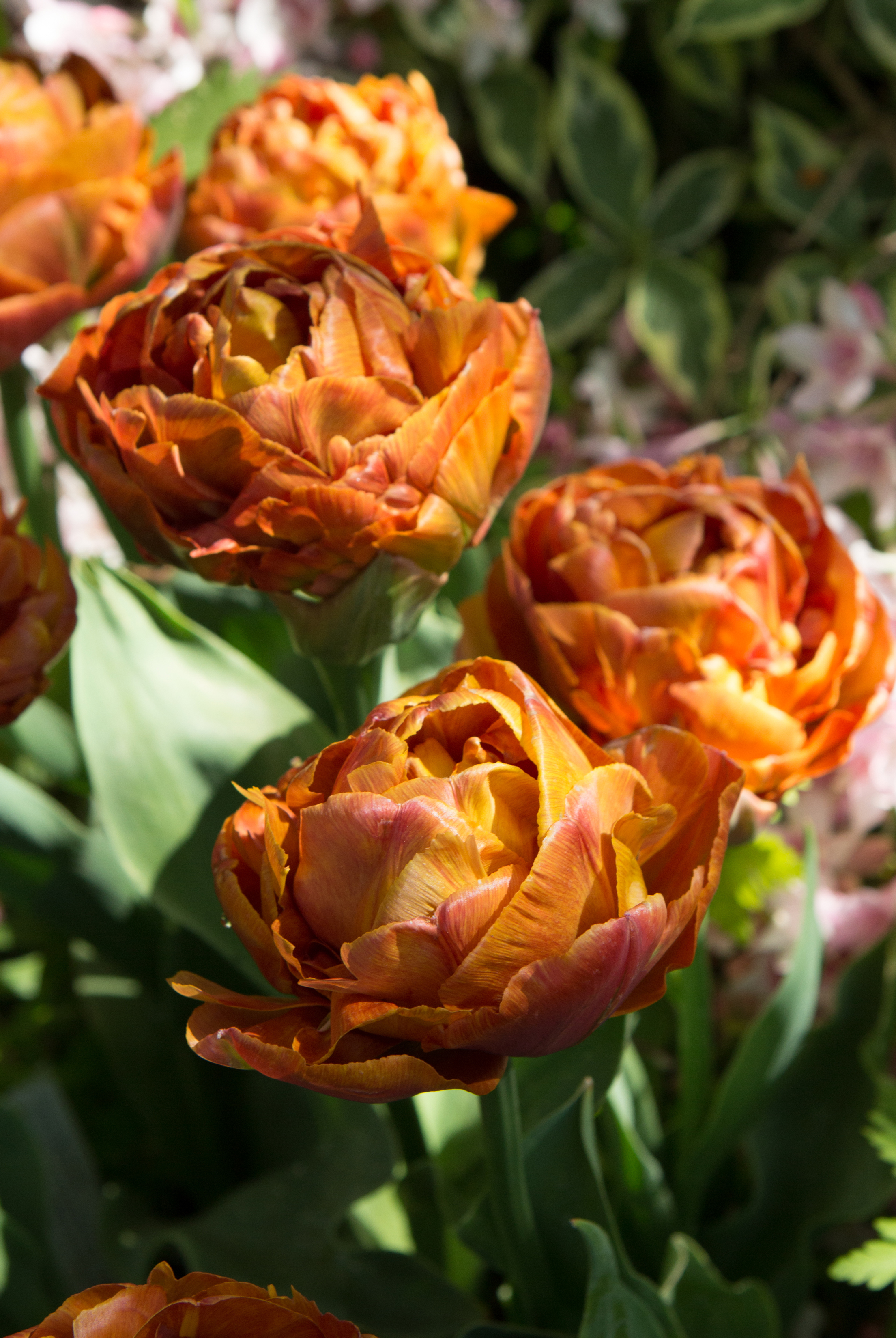 Tulipa 'Brownie' (Avon Bulbs/PA)