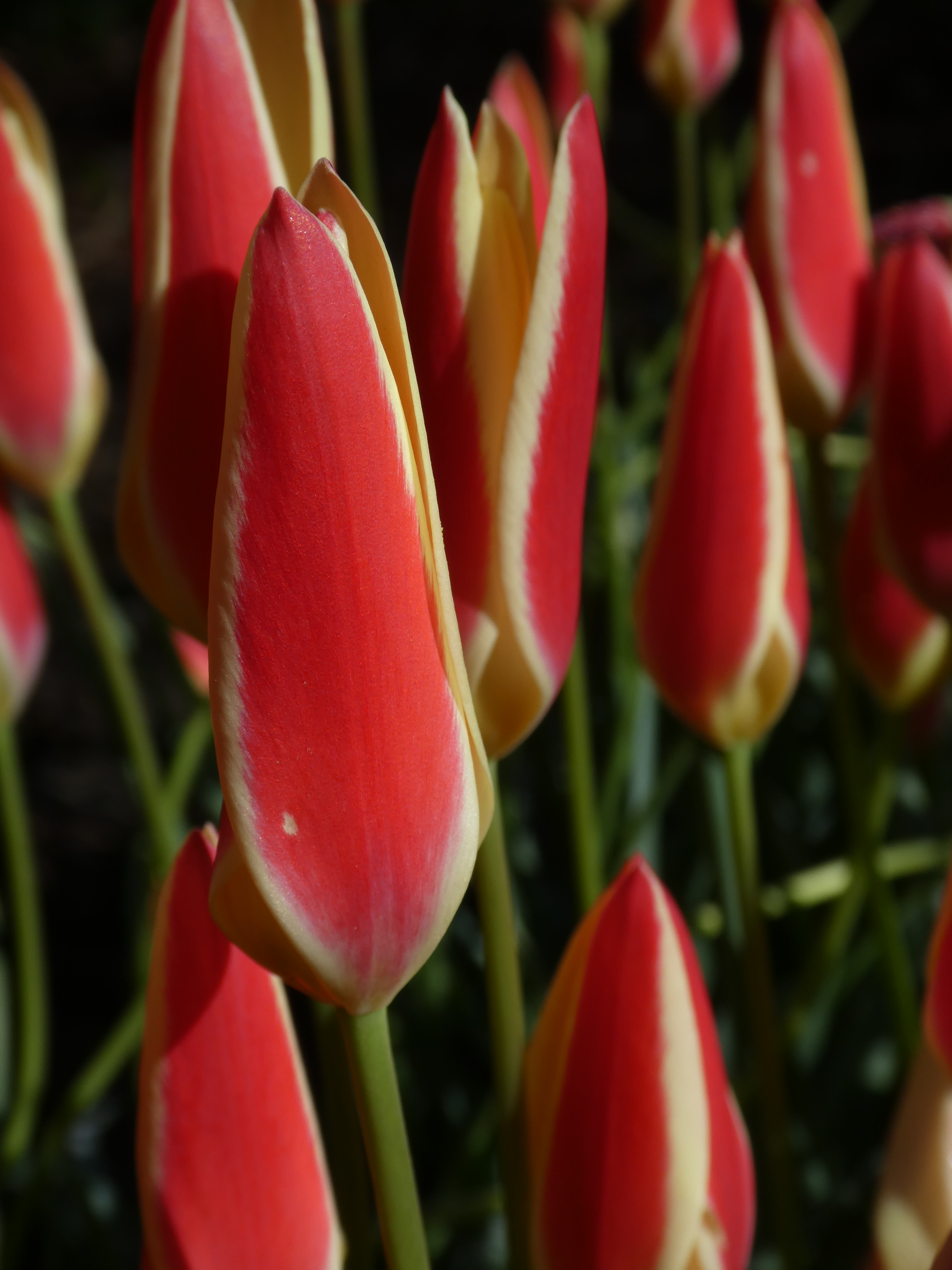 Tulipa 'Tinka' (Broadleigh Bulbs/PA)