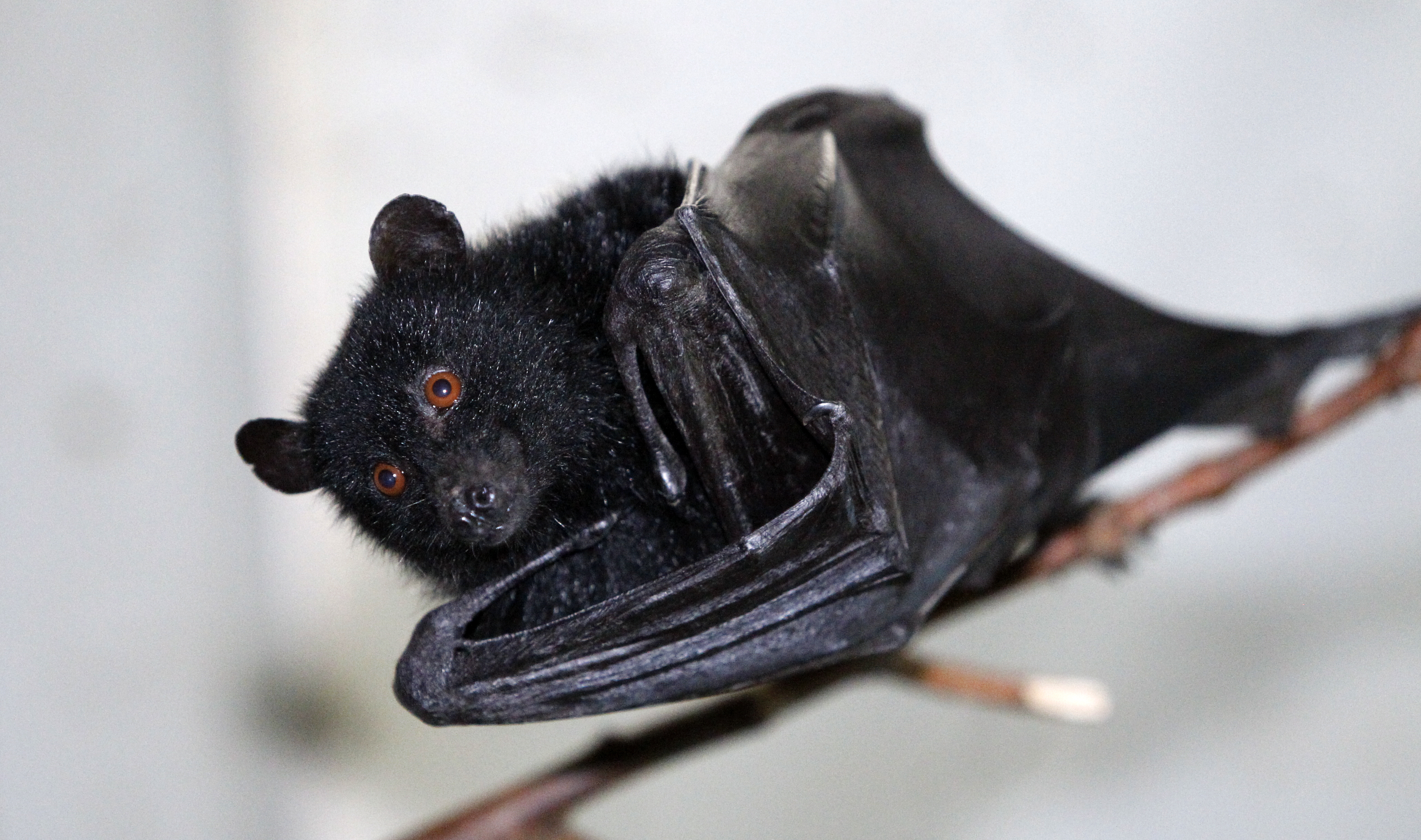 Bat