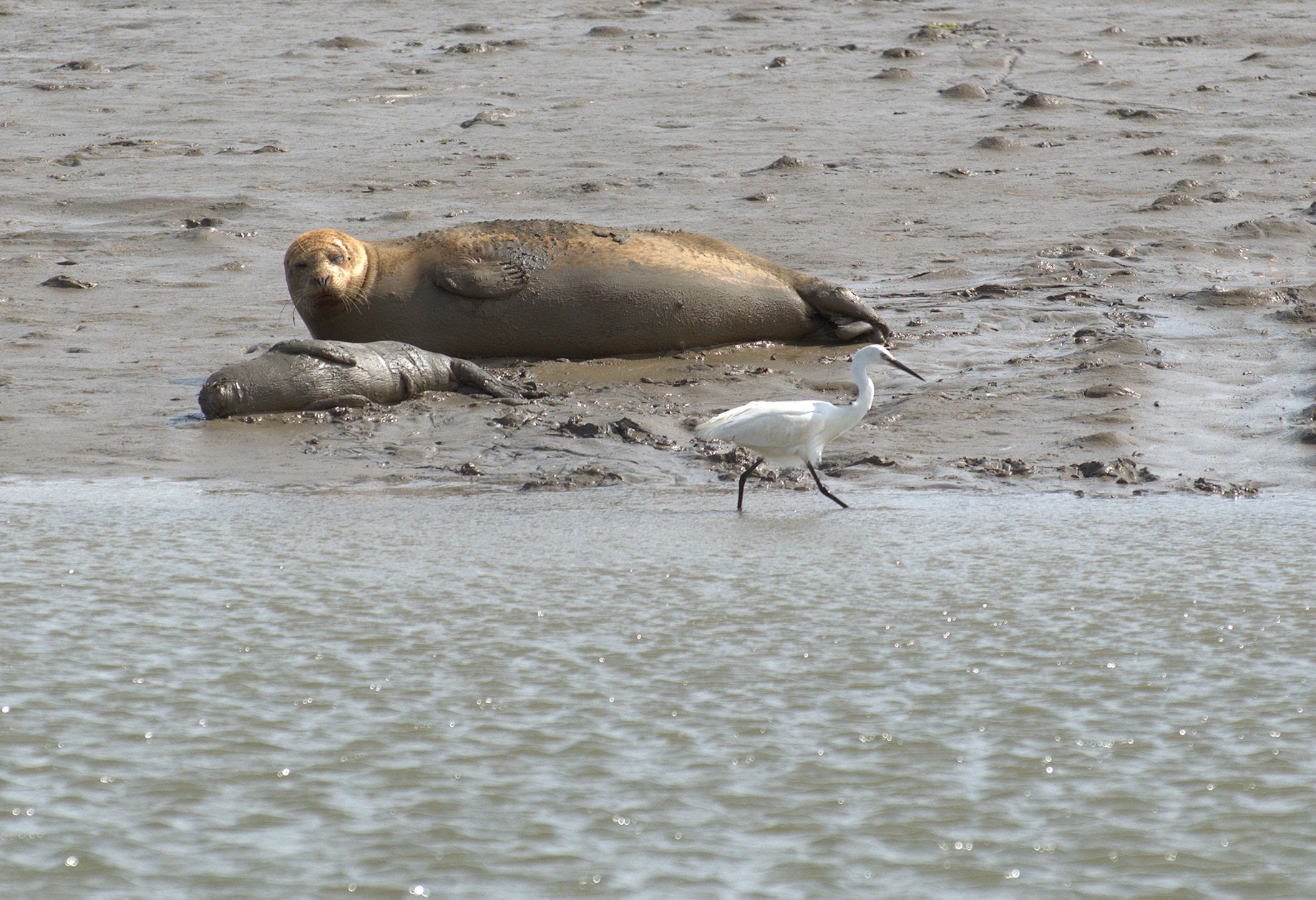 Some 138 harbour seal pups were counted in the Thames in 2018 (Graham Mee/SE RSPB/PA)