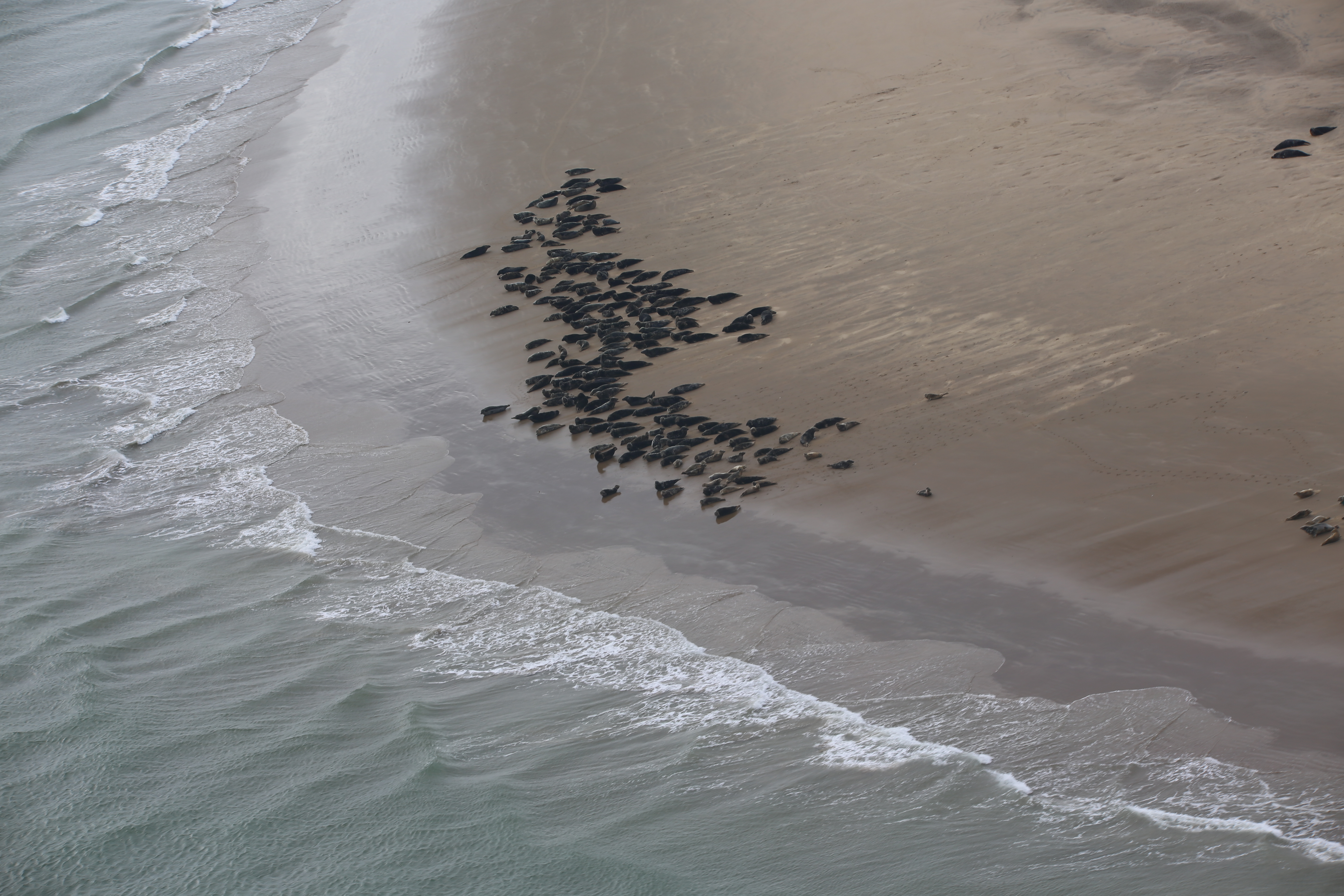 The survey uses pictures taken by light aircraft (ZSL/Thea Cox/PA)