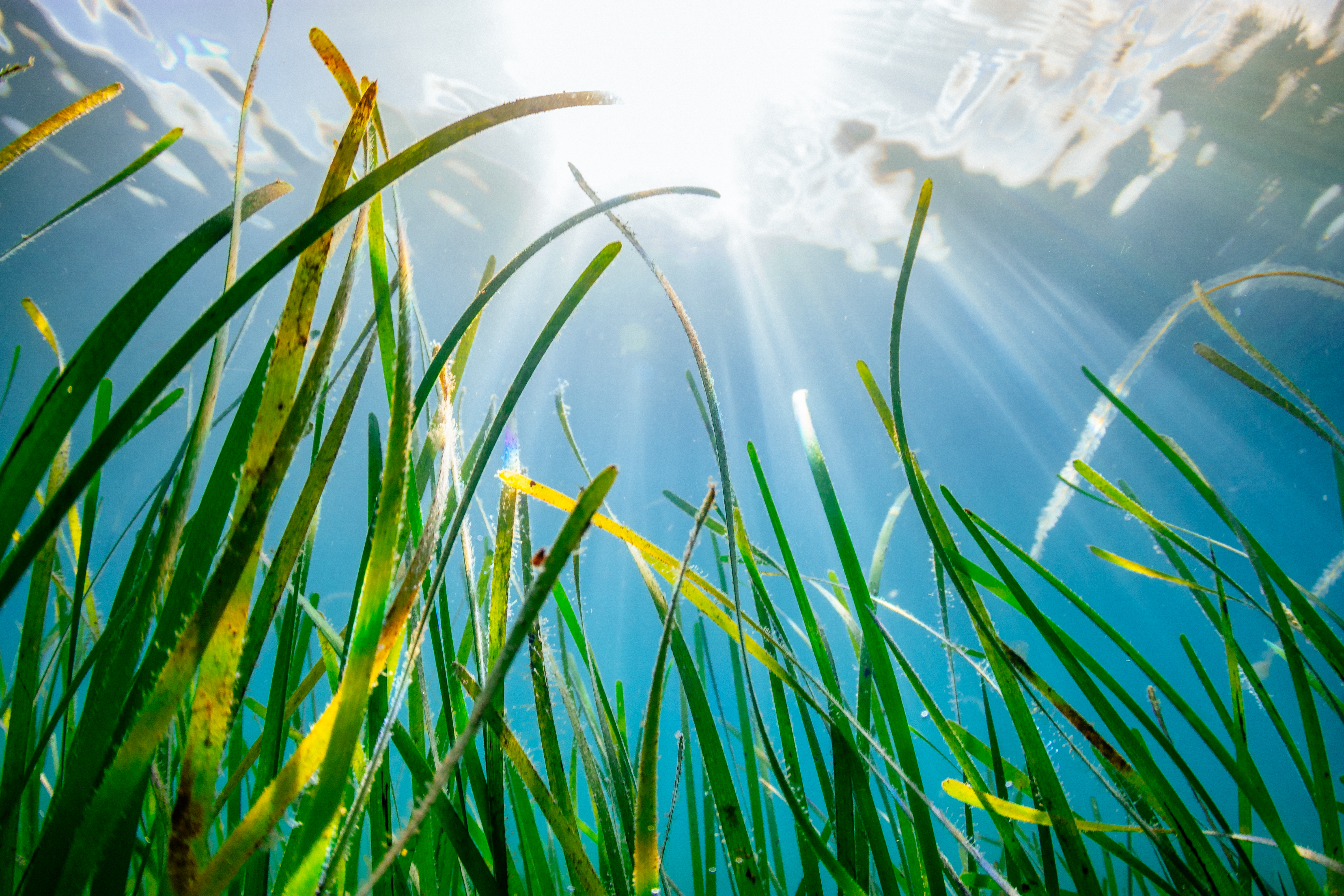 Seagrass is a vital marine habitat which is home to wildlife and captures carbon ( Lewis Jefferies/WWF-UK/PA)