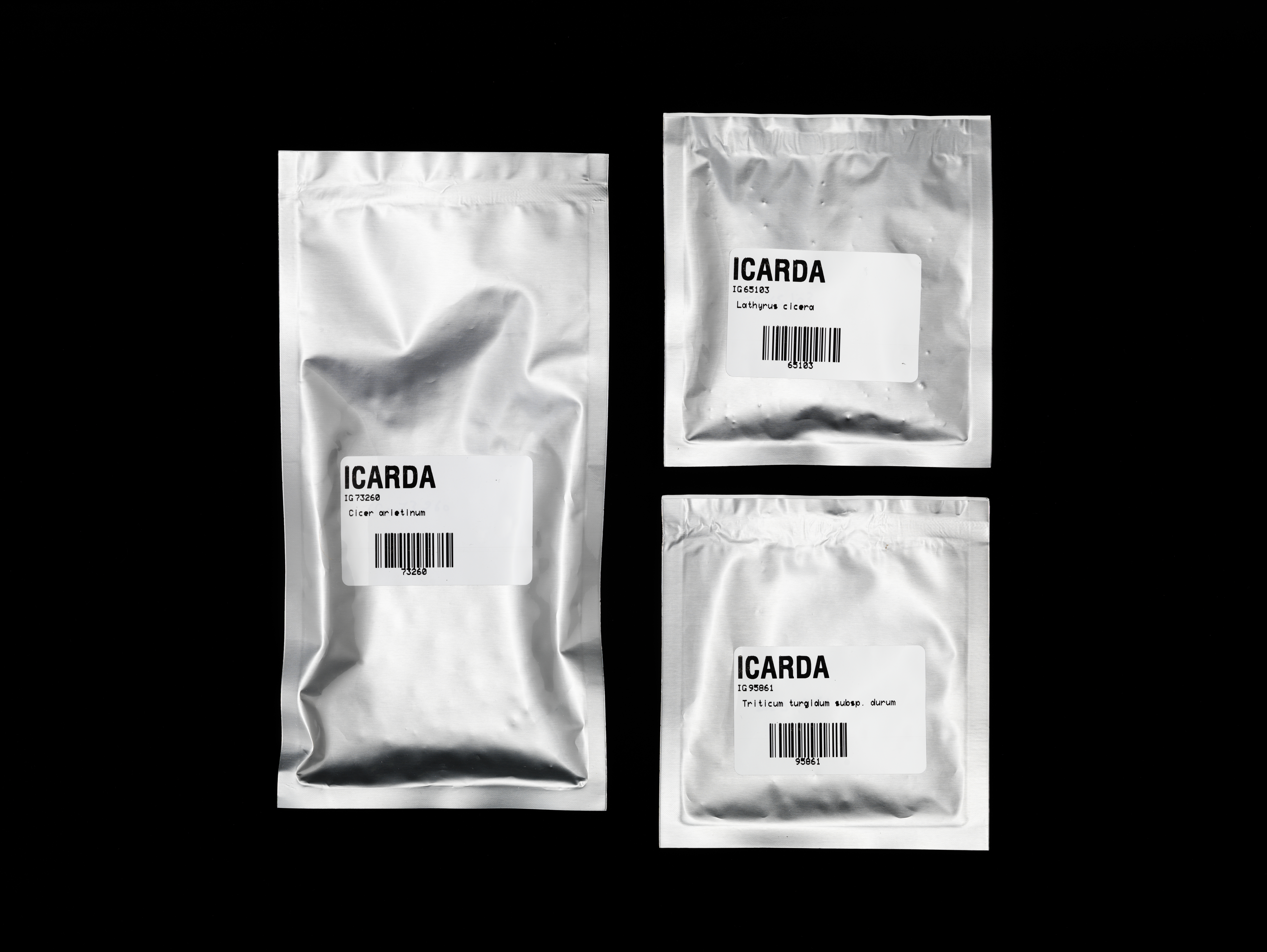 ICARDA seeds from Svalbard Global Seed Vault, 2019