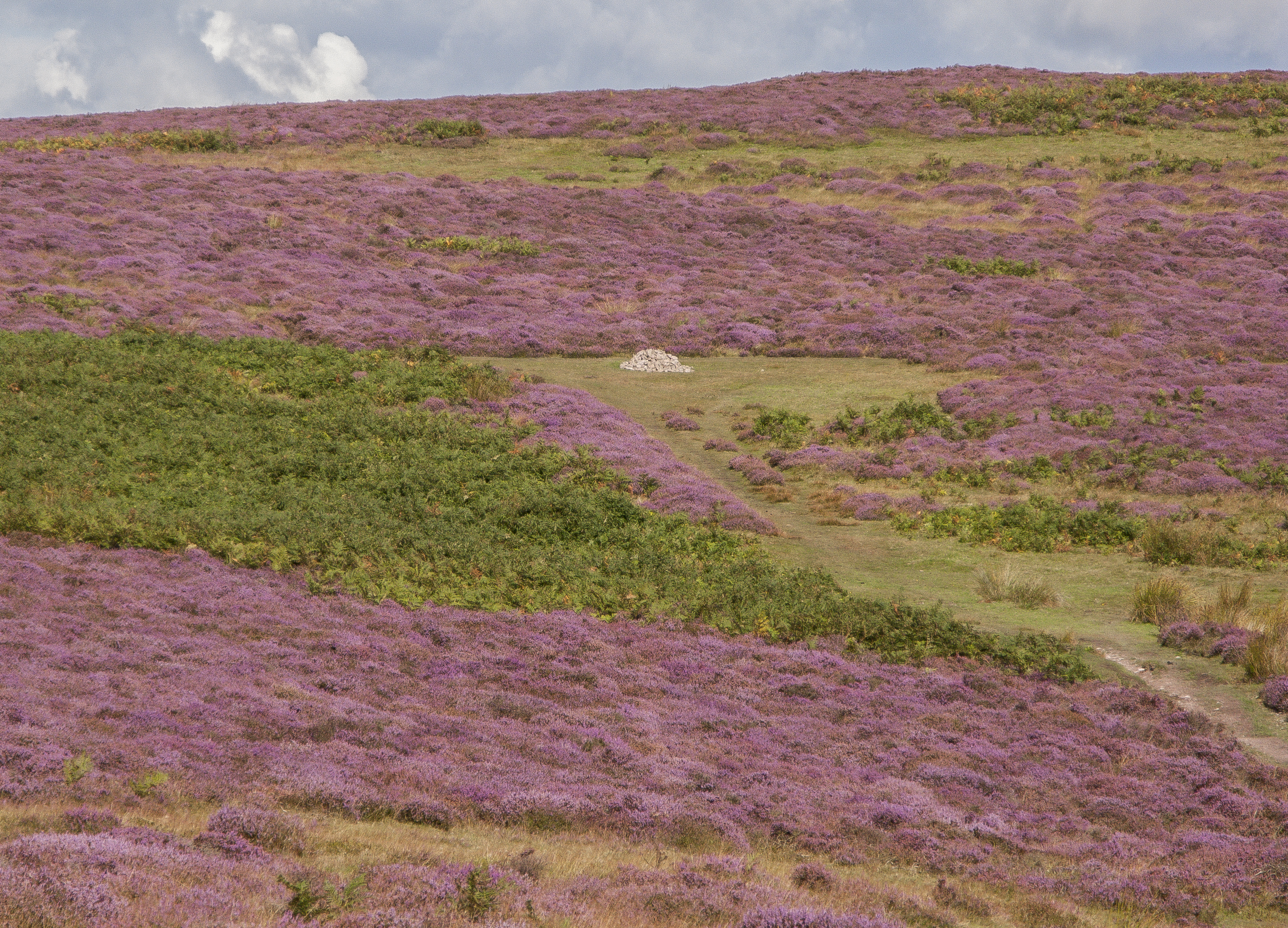 There will be no mass flowering of purple heather this year, the National Trust warns (PJ Howsam/National Trust/PA)