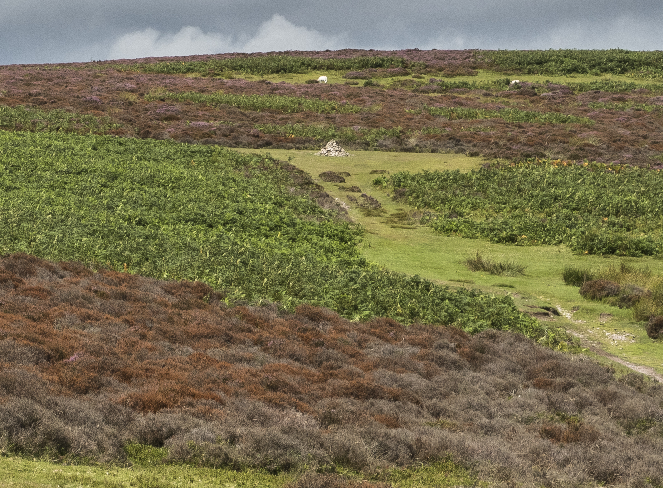 This year, much of the heather is brown (PJ Howsam/National Trust/PA)