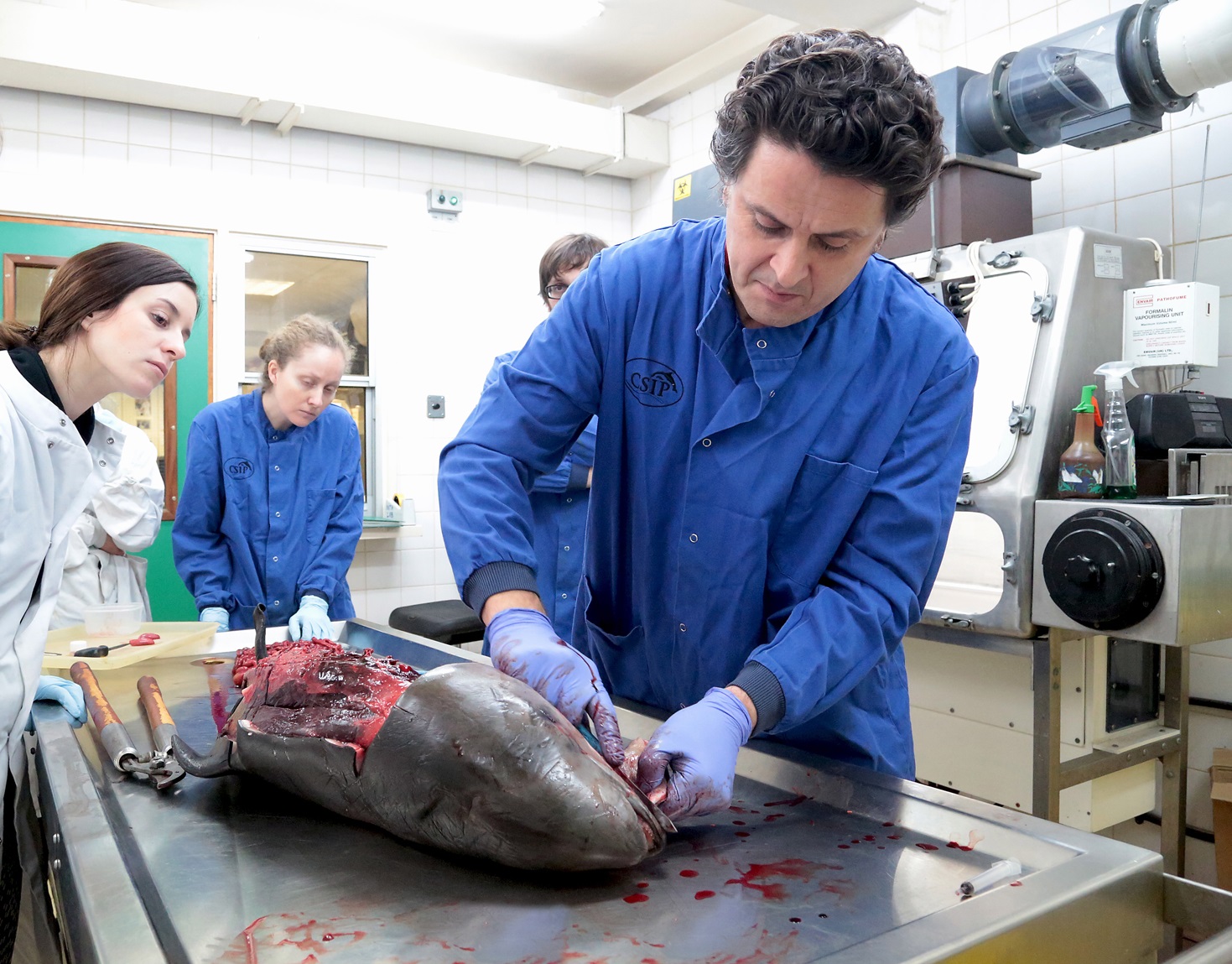Rob Deaville, of CSIP, performs a post mortem on a porpoise (CSIP/ZSL)