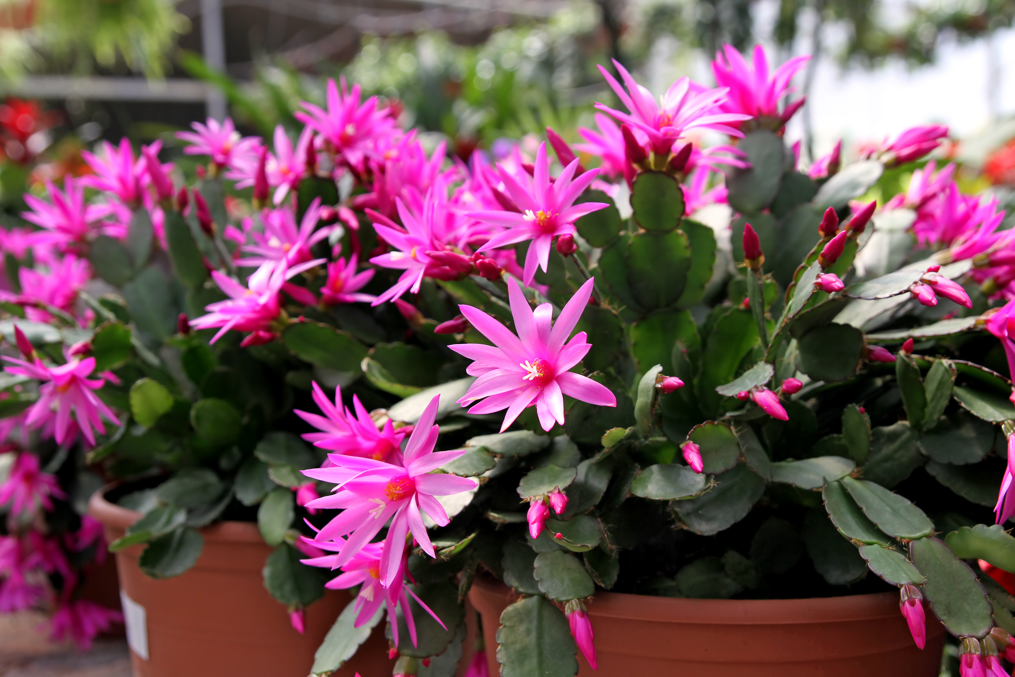 The Easter cactus