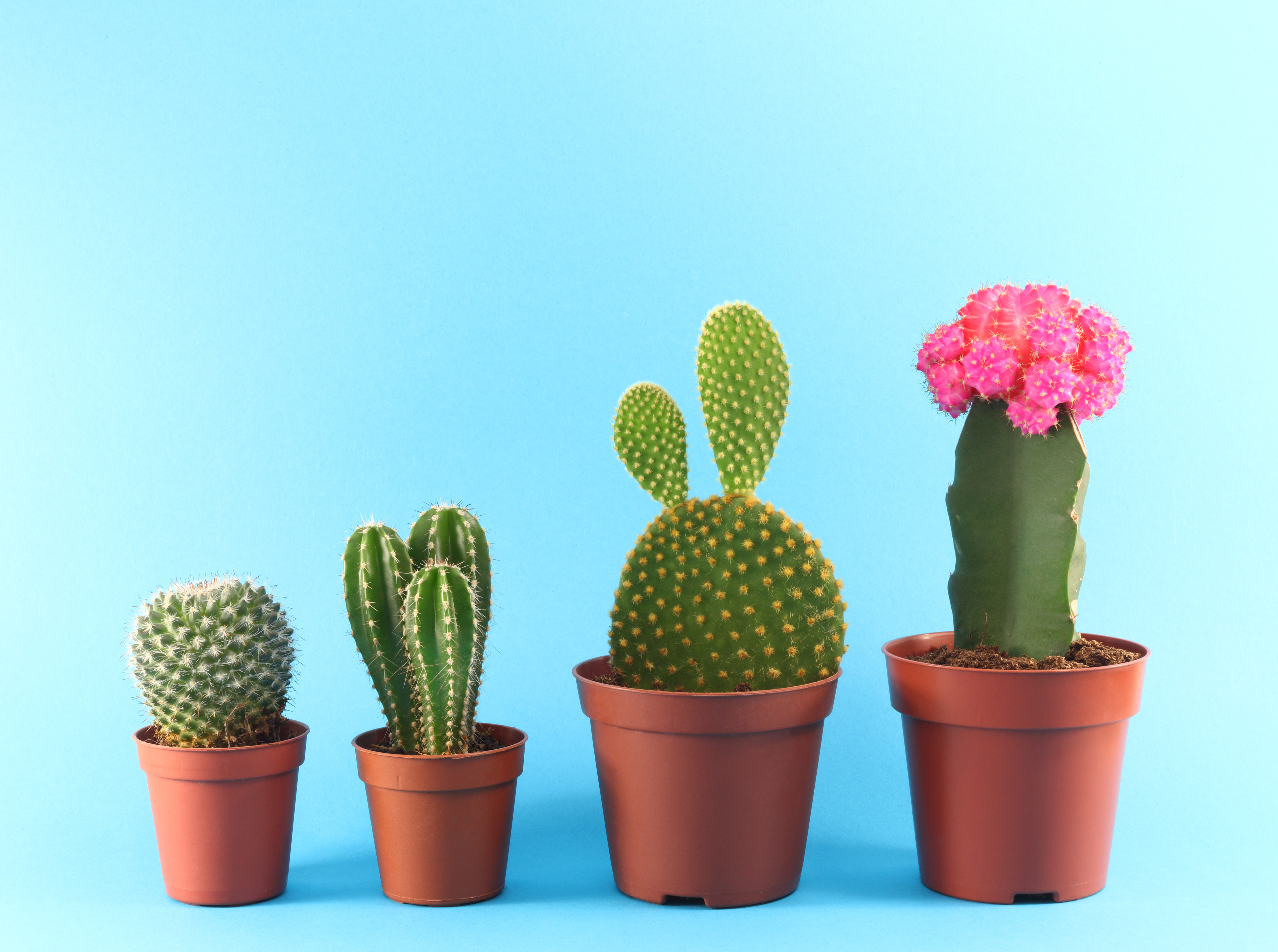 Cacti in size order