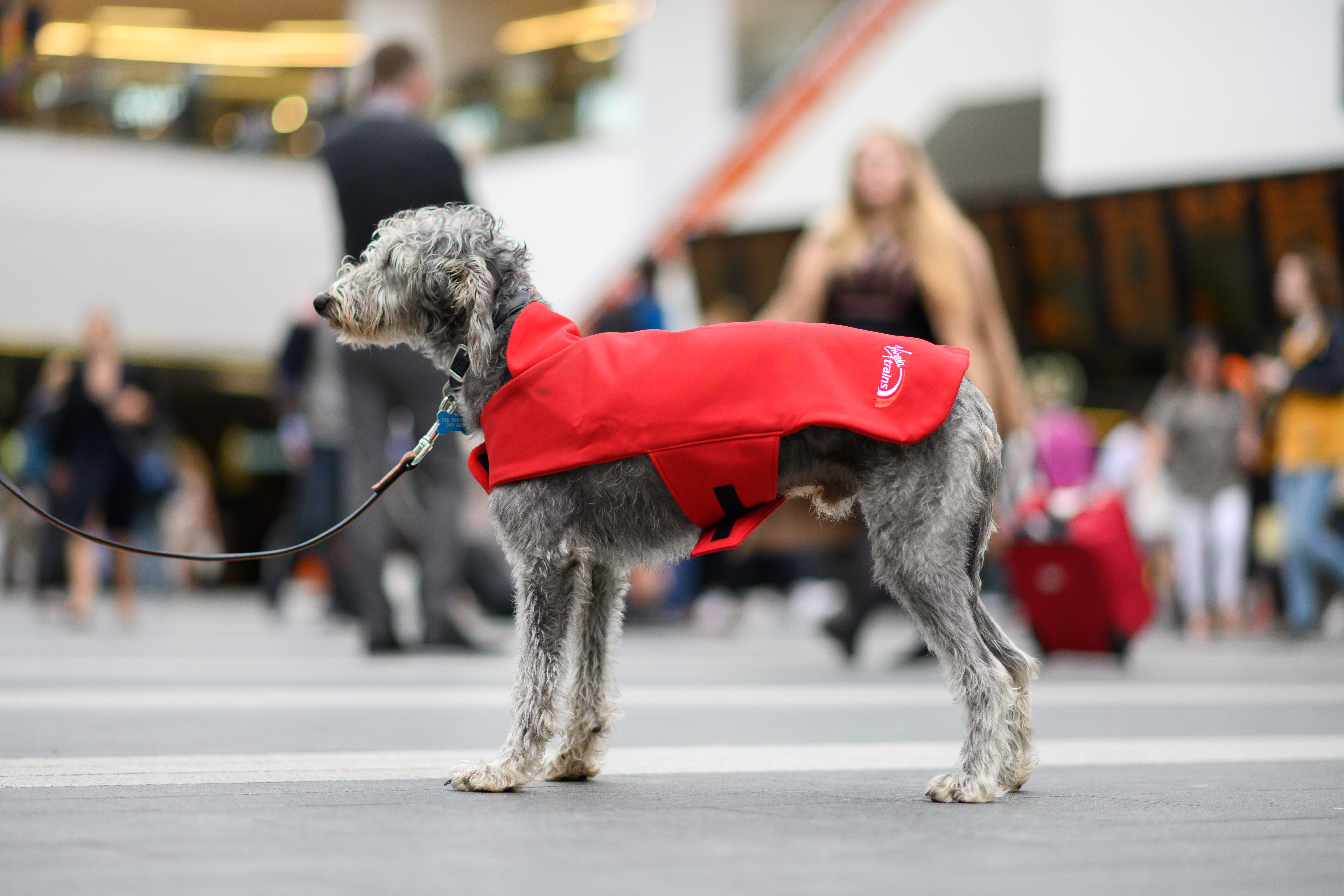 Staff are being offered branded dog coats (Virgin Trains/PA)
