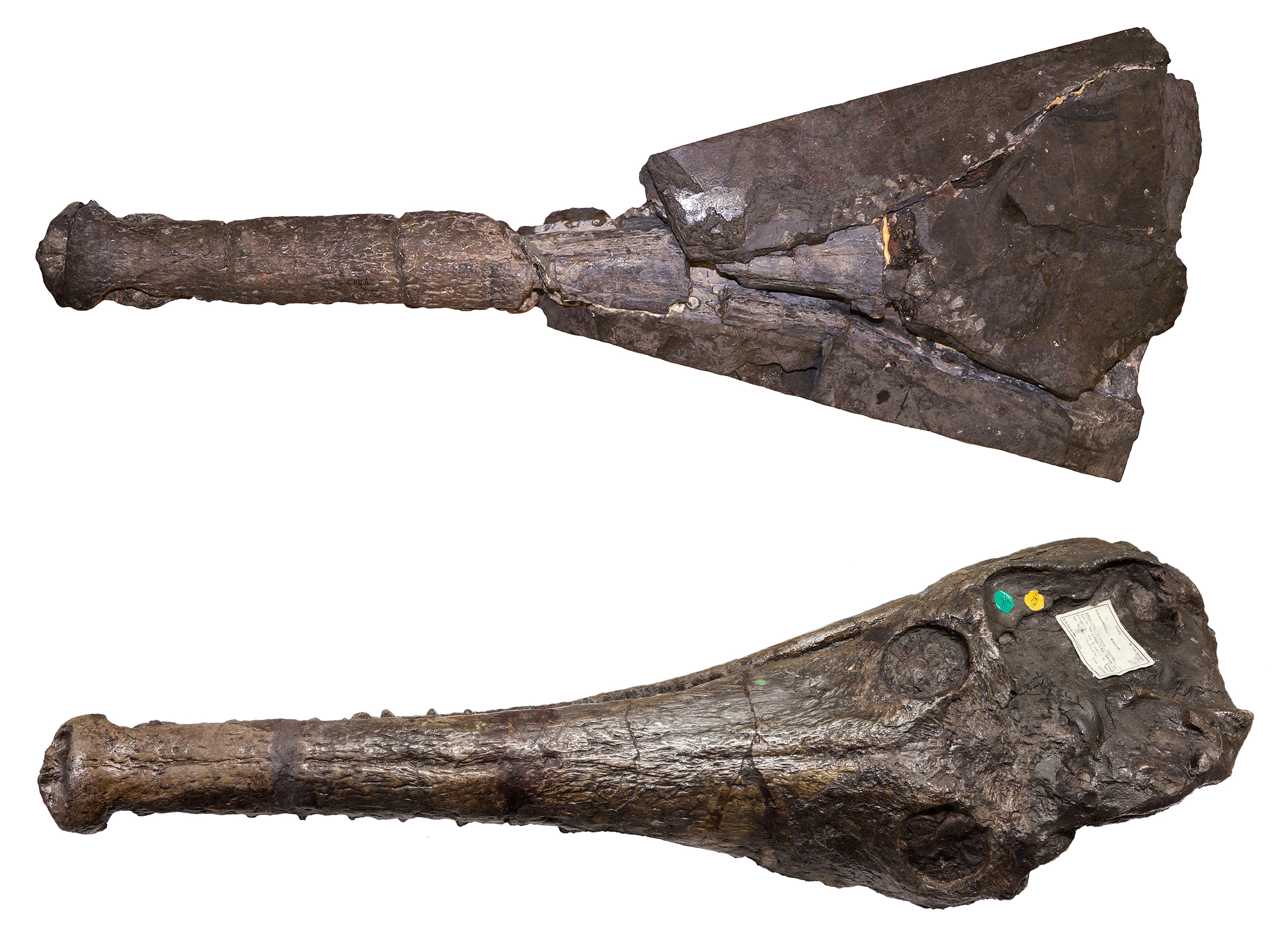 Mystriosaurus skull