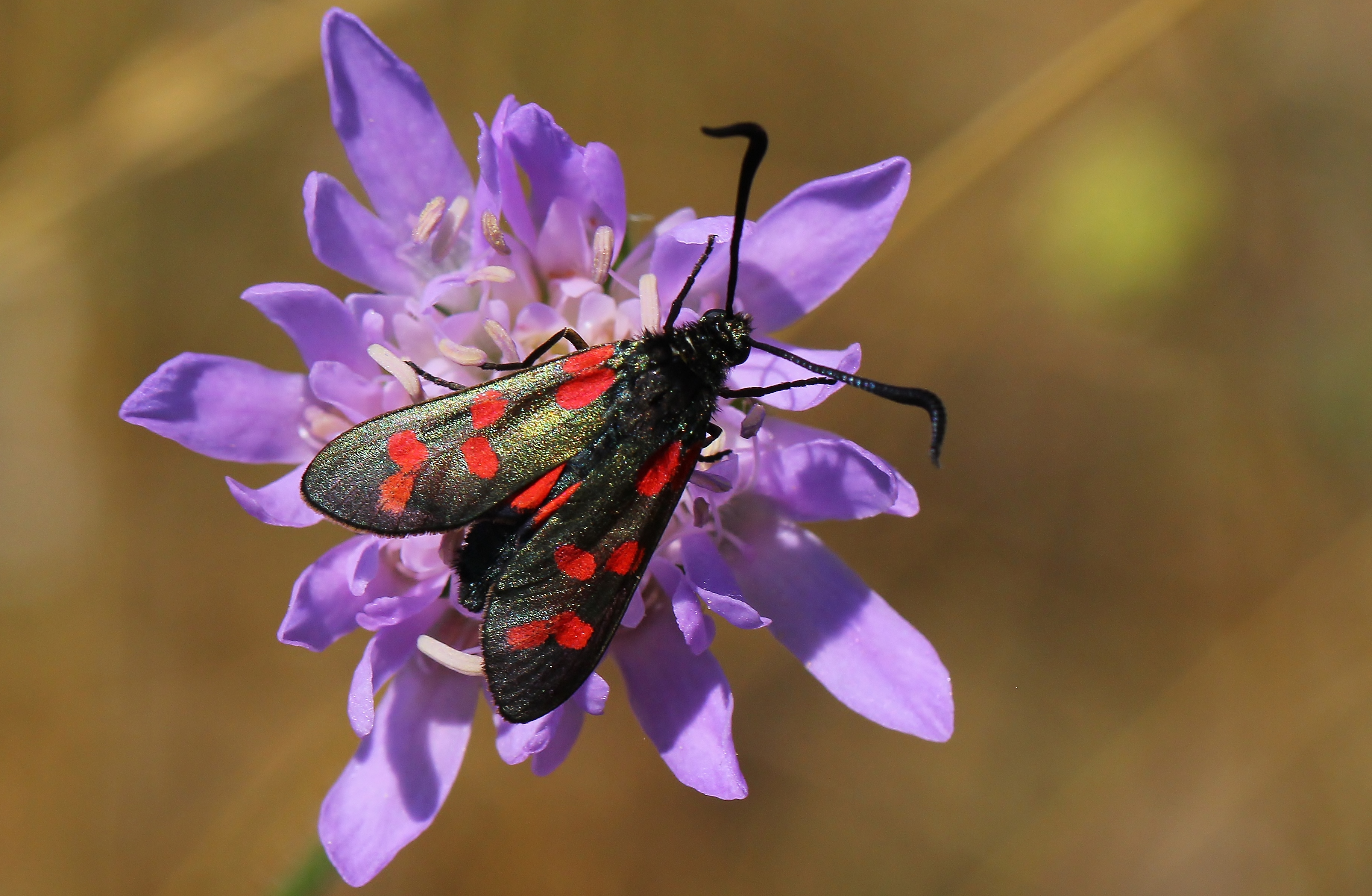 Six-spot burnet moths numbers were also up this year (Ann Collier/Butterfly Conservation/PA)