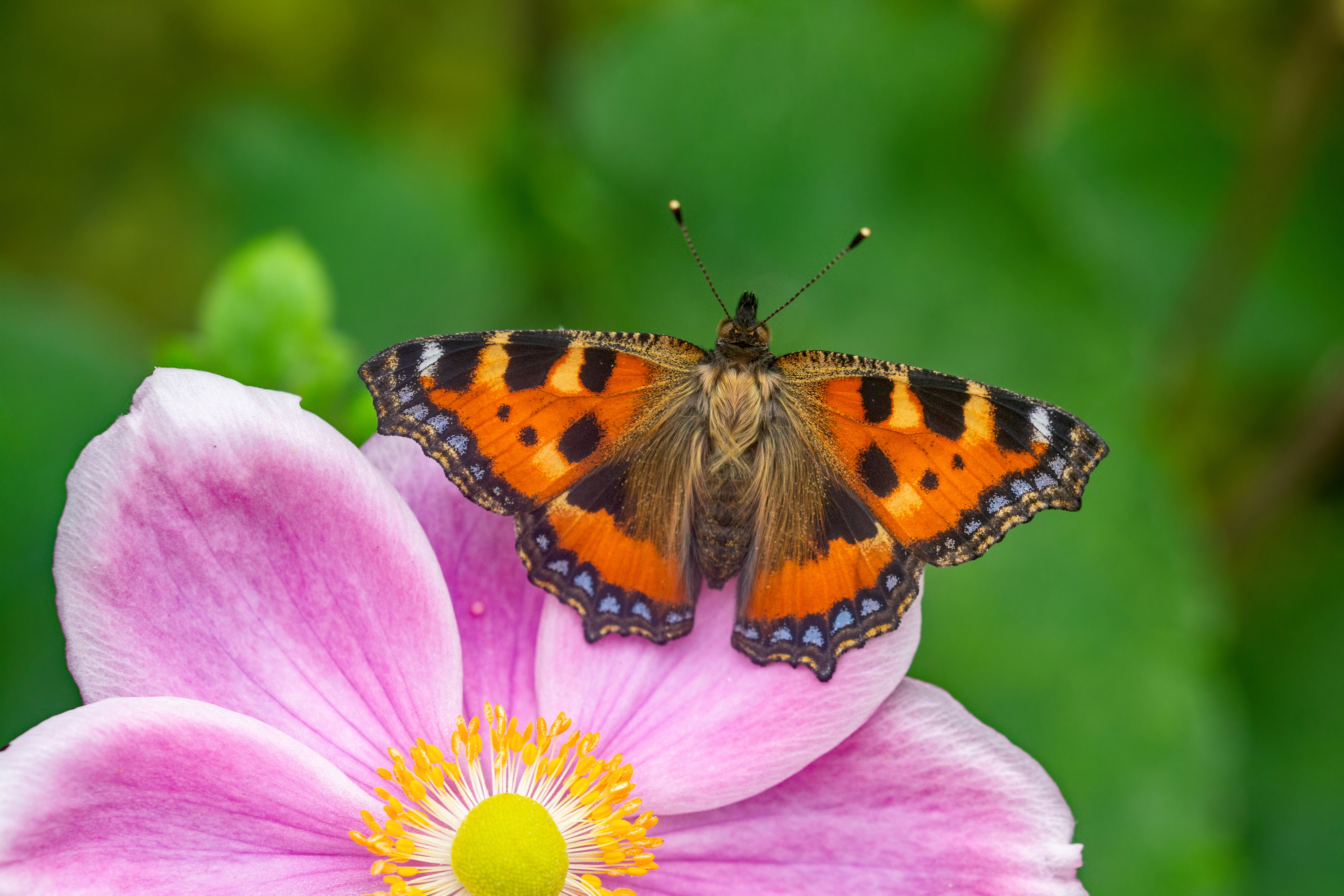Struggling small tortoiseshells had a good year in 2019 (Andrew Cooper/ Butterfly Conservation/PA)