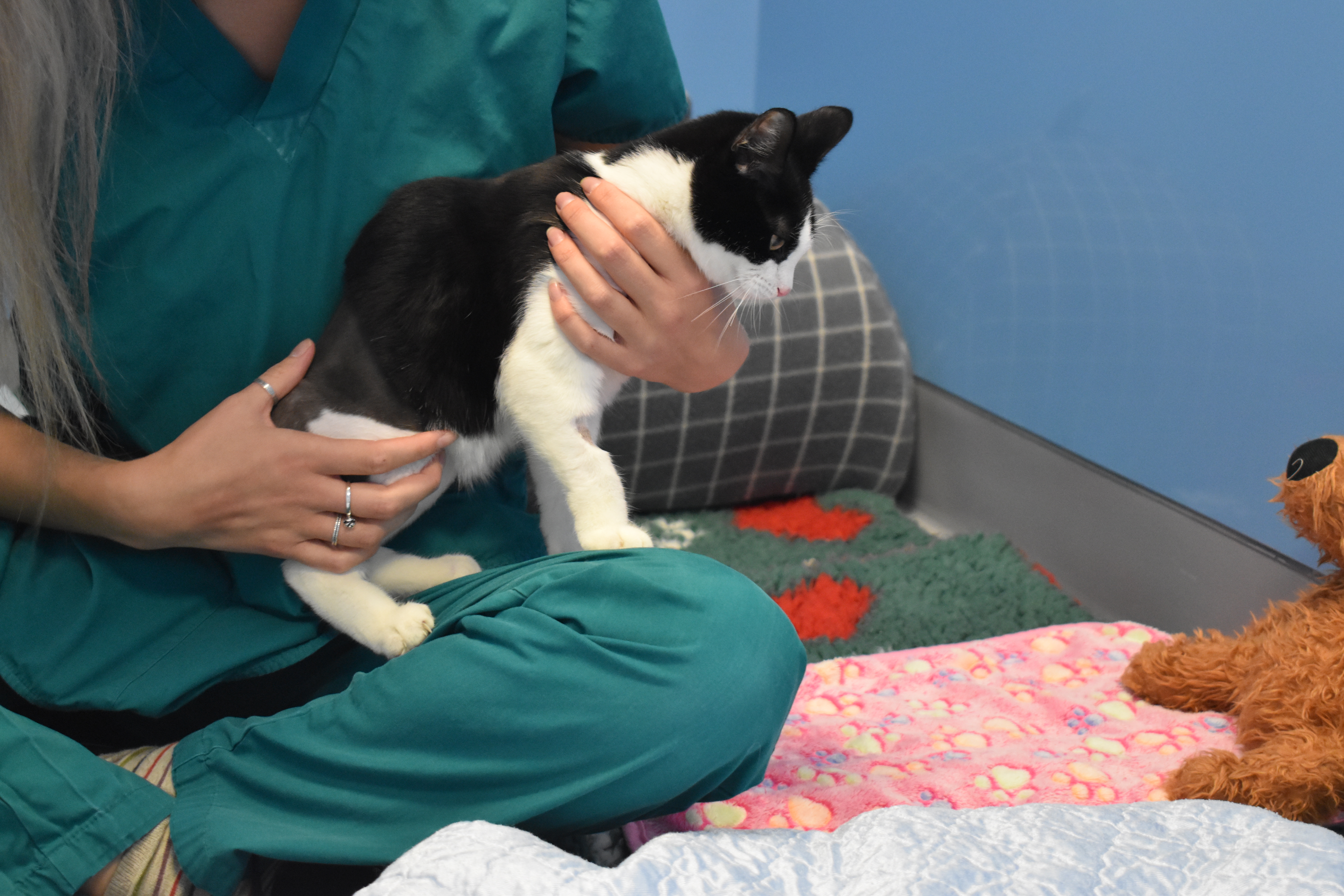 Moomin the cat getting physiotherapy (Battersea)