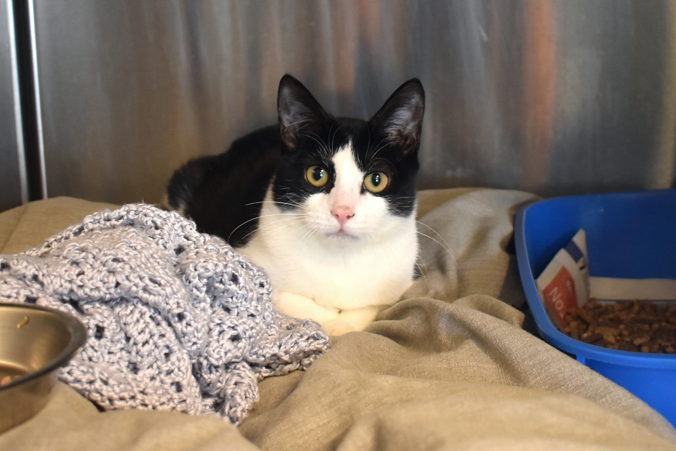 Moomin has been given surgery and physiotherapy to help her recover (Battersea)