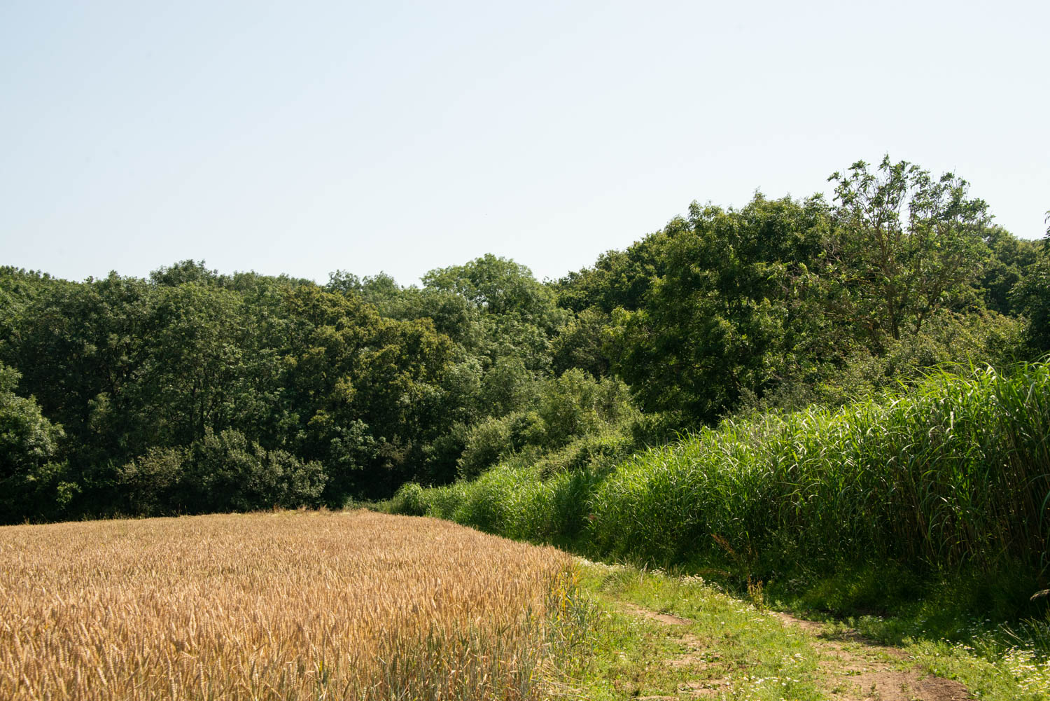 Halse Copse in Northamptonshire is among the ancient woodland due to be affected by HS2 (Phil Formby/Woodland Trust/PA)