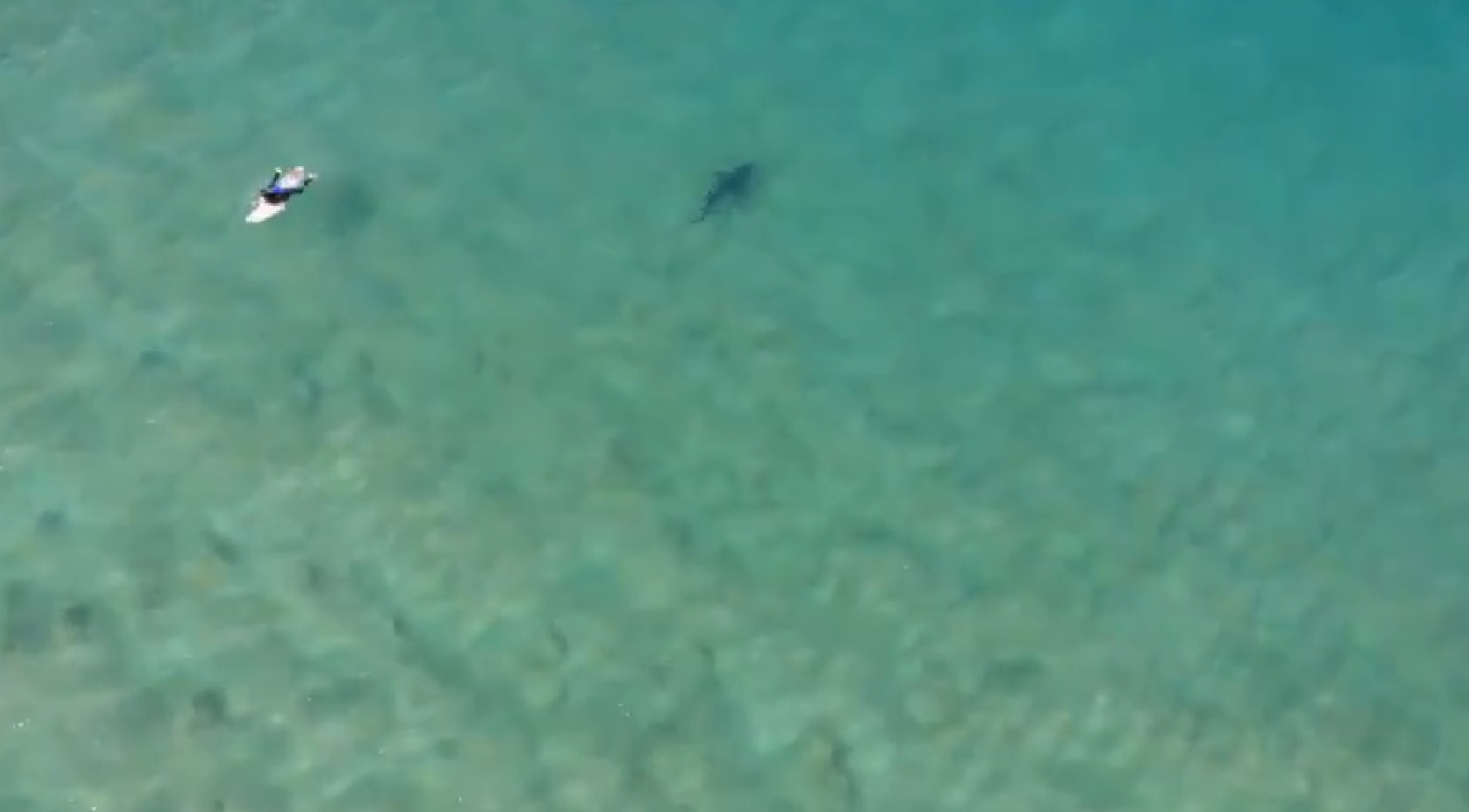 After the drone warning, the surfer paddled towards land while the shark swam in the opposite direction