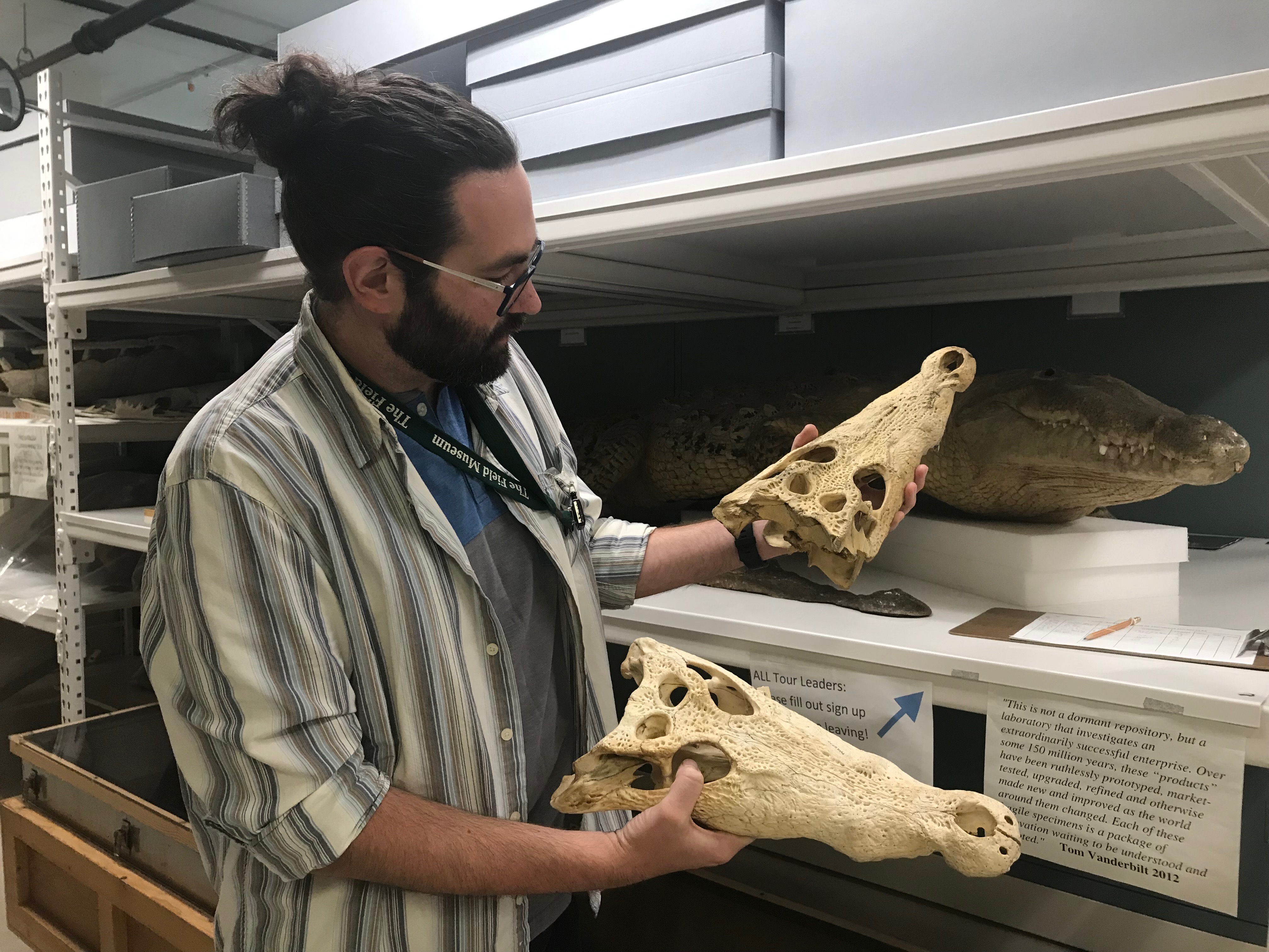 skull from the new crocodile species.