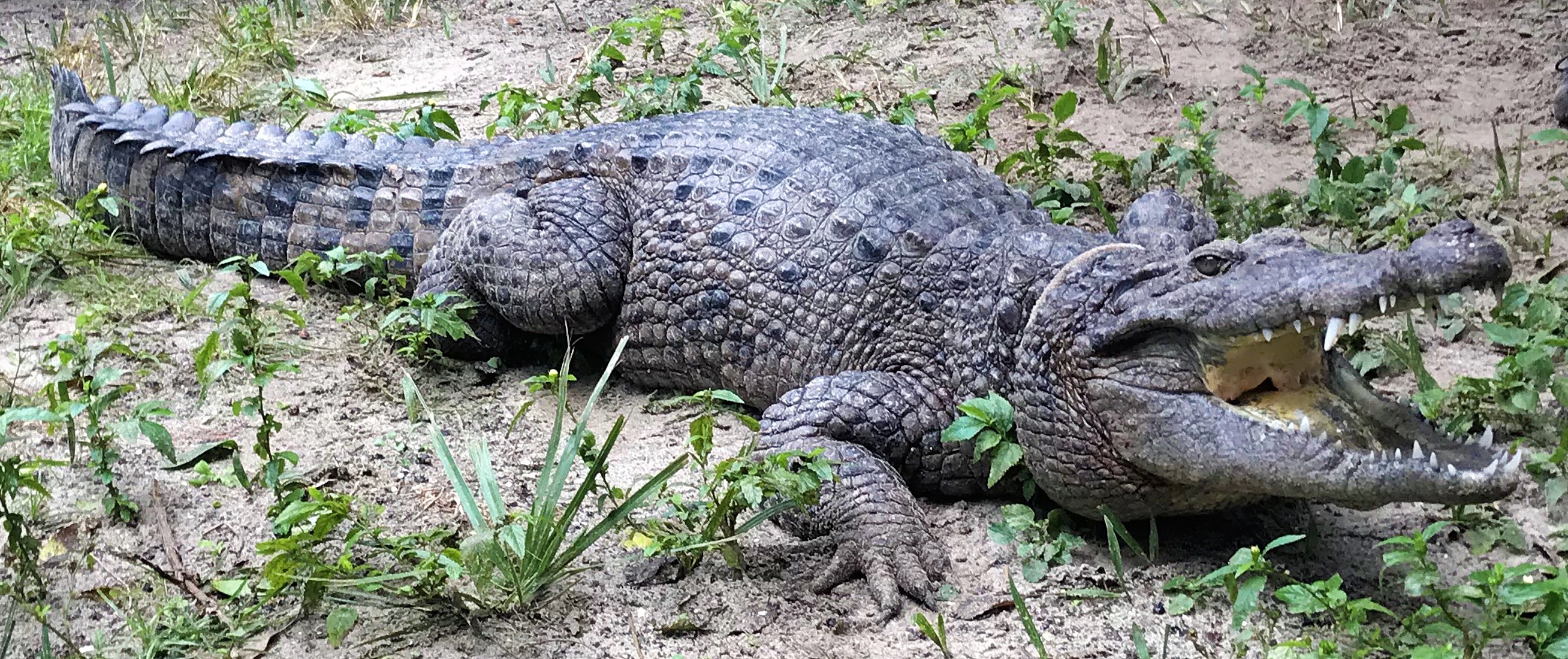 A member of the newly-described species of croc, living at a zoological park in Florida.