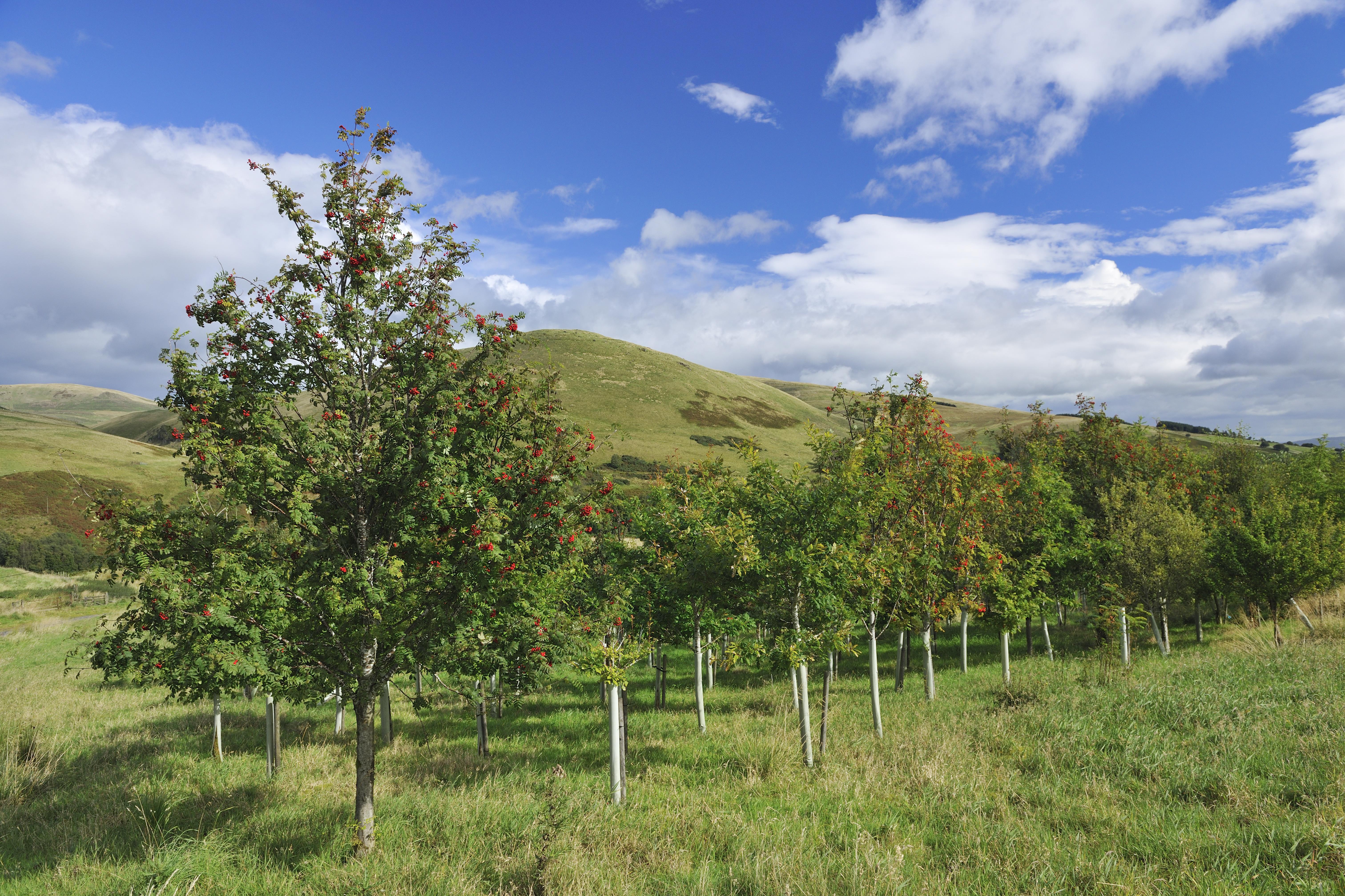 The Woodland Trust is supporting the planting of native trees to help tackle climate change (Laurie Campbell/WTML/PA)