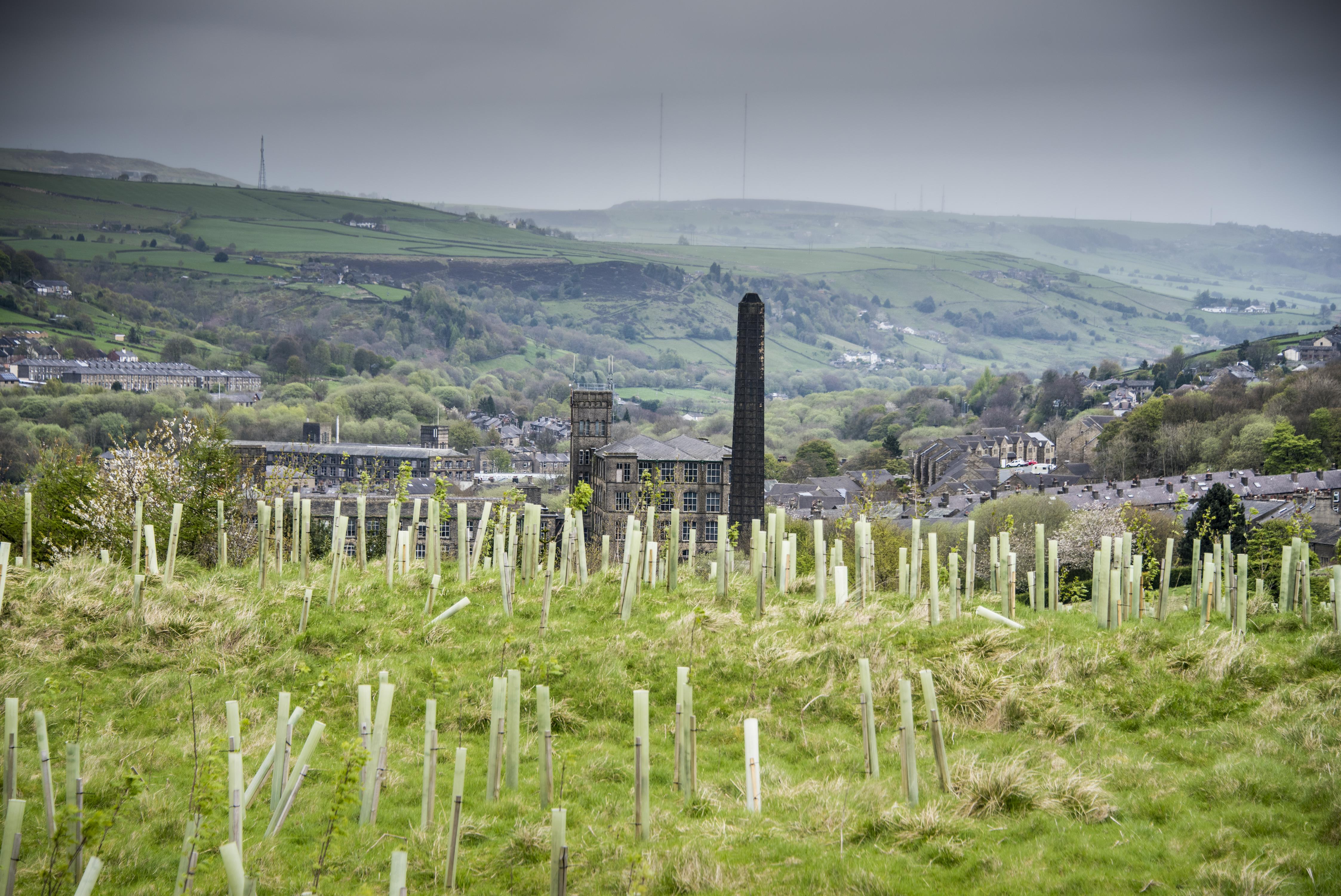 The Woodland Trust will be hosting tree planting events across the UK (Jill Jennings/WTML/PA)