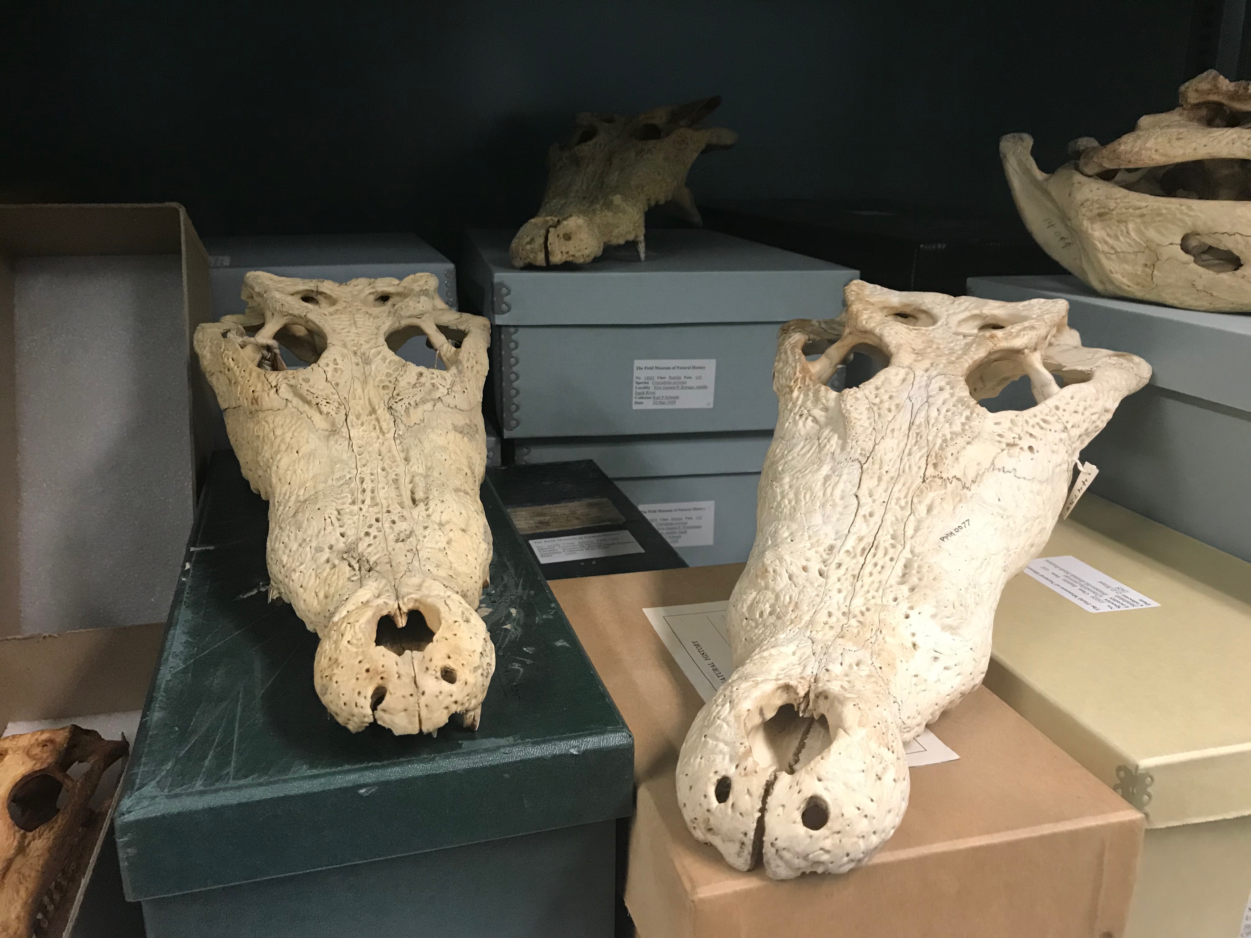 Skulls belonging to the New Guinea Crocodile 