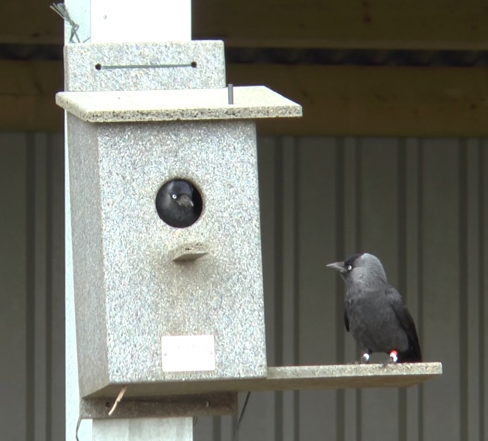 Jackdaws use social learning to identify individual humans that pose a risk to them.
