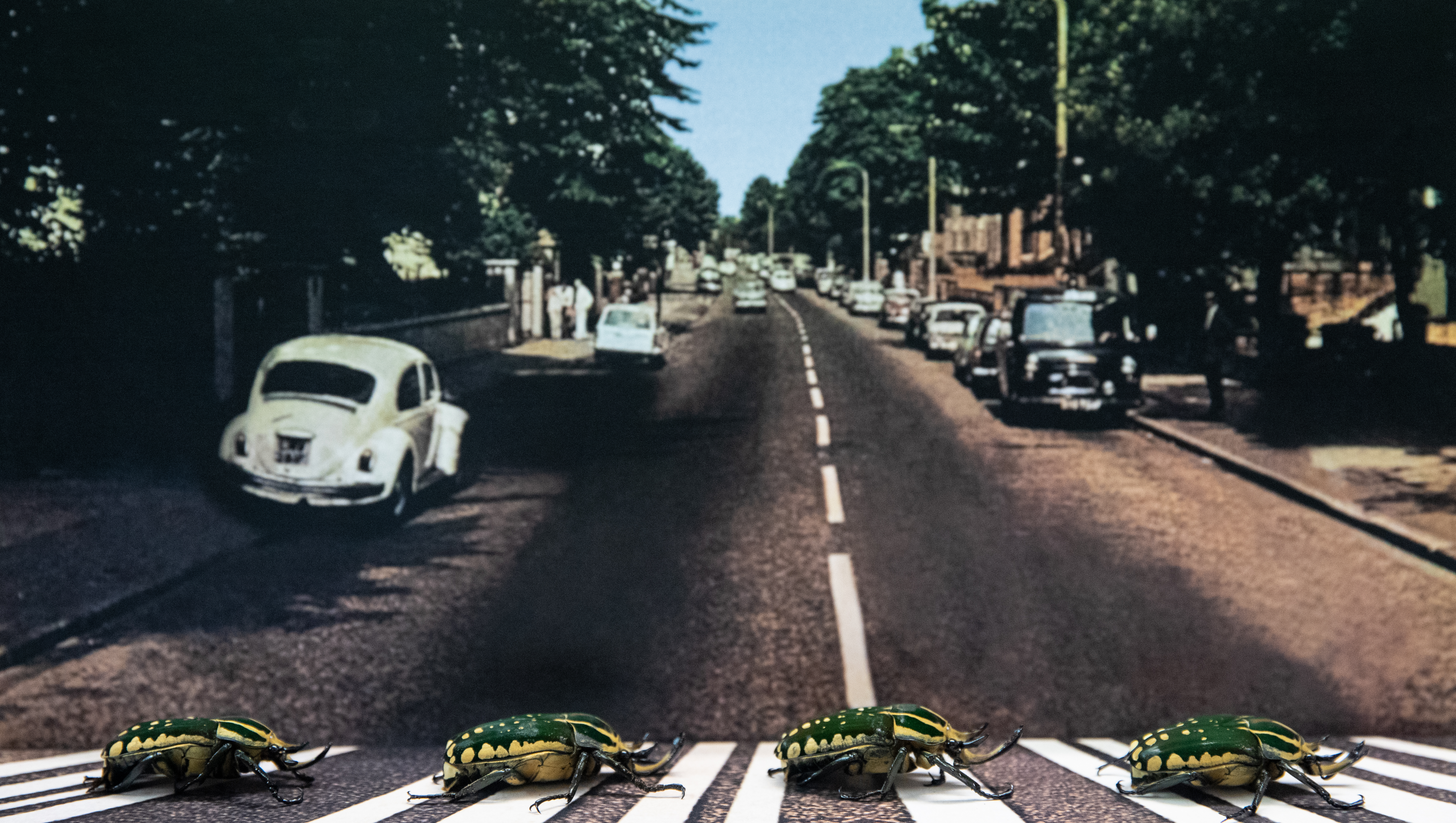 zoo abbey road