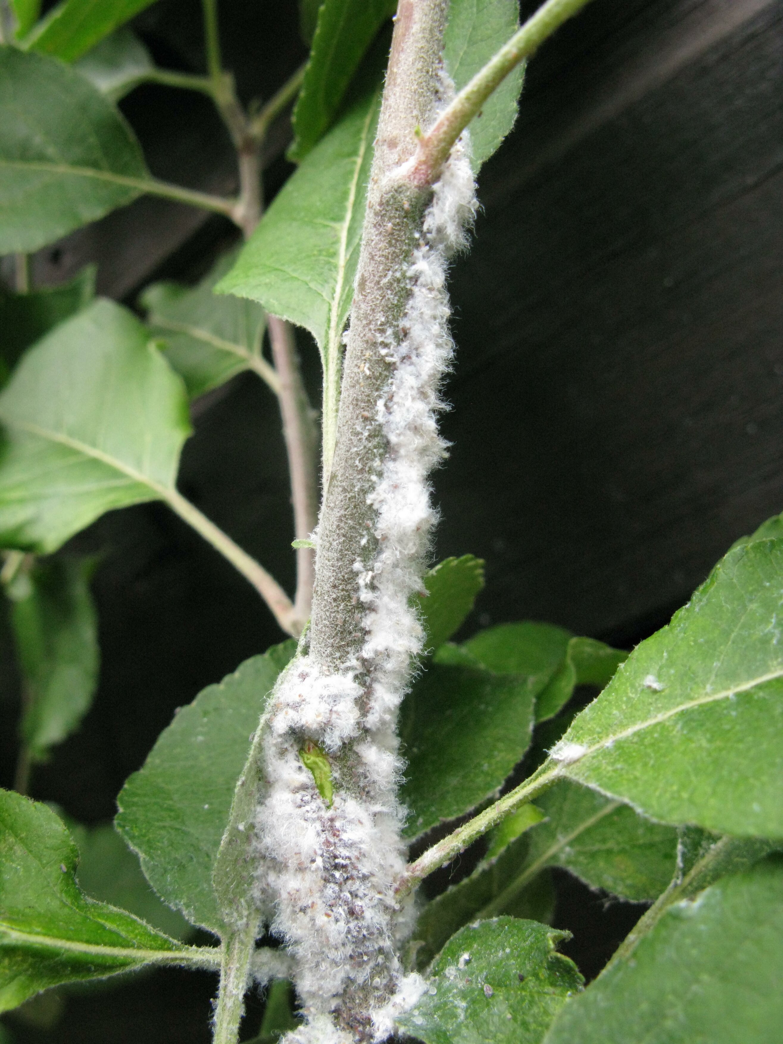 Woolly aphid (Andrew Halstead/RHS/PA)