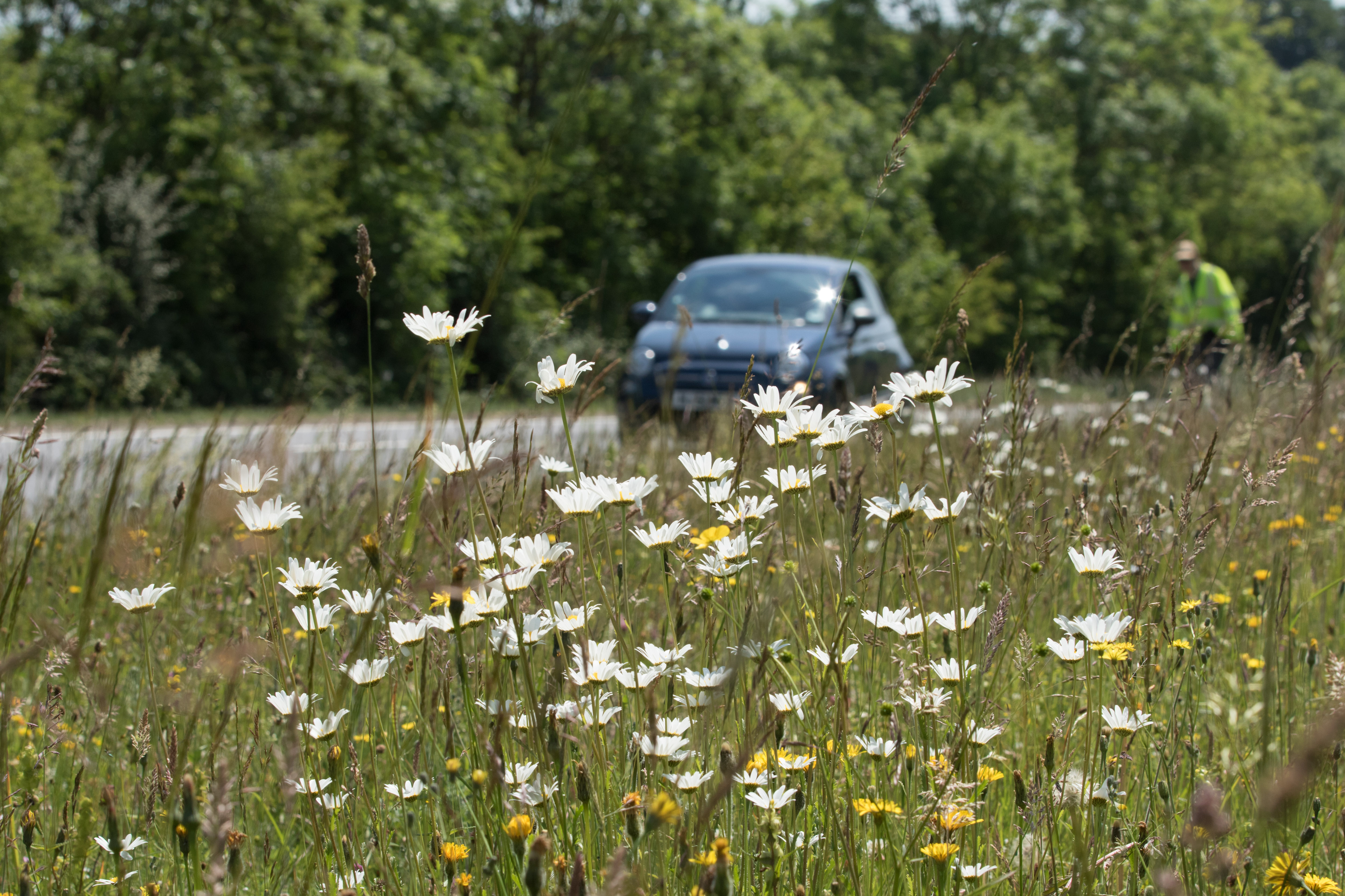 Plants such as oxeye daisies could be a common sight for drivers if the measures are adopted ( Joss Barratt/Plantlife/PA)