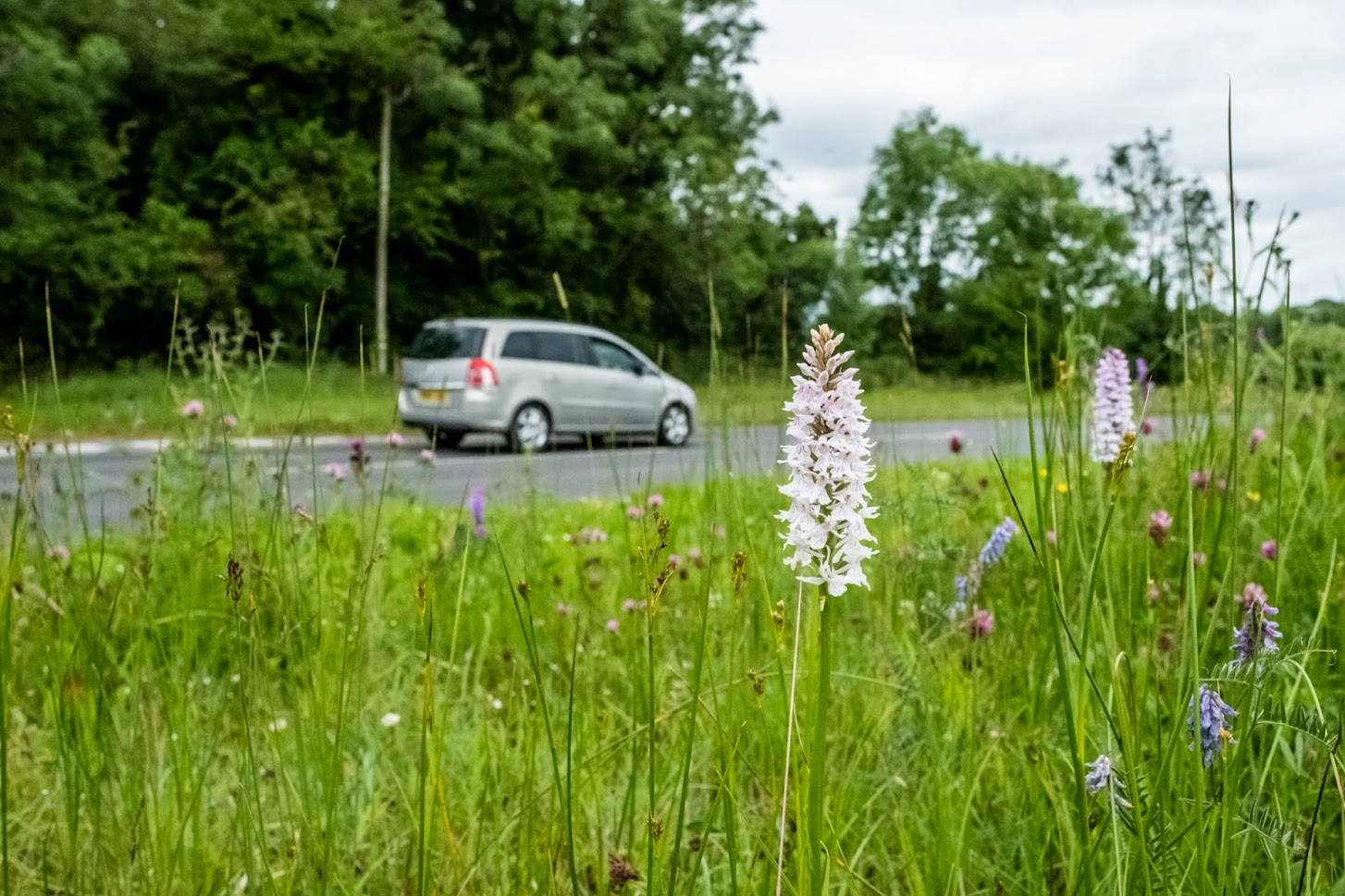 Many orchids are among the species found on roadsides (Matt Pitts/Plantlife/PA)