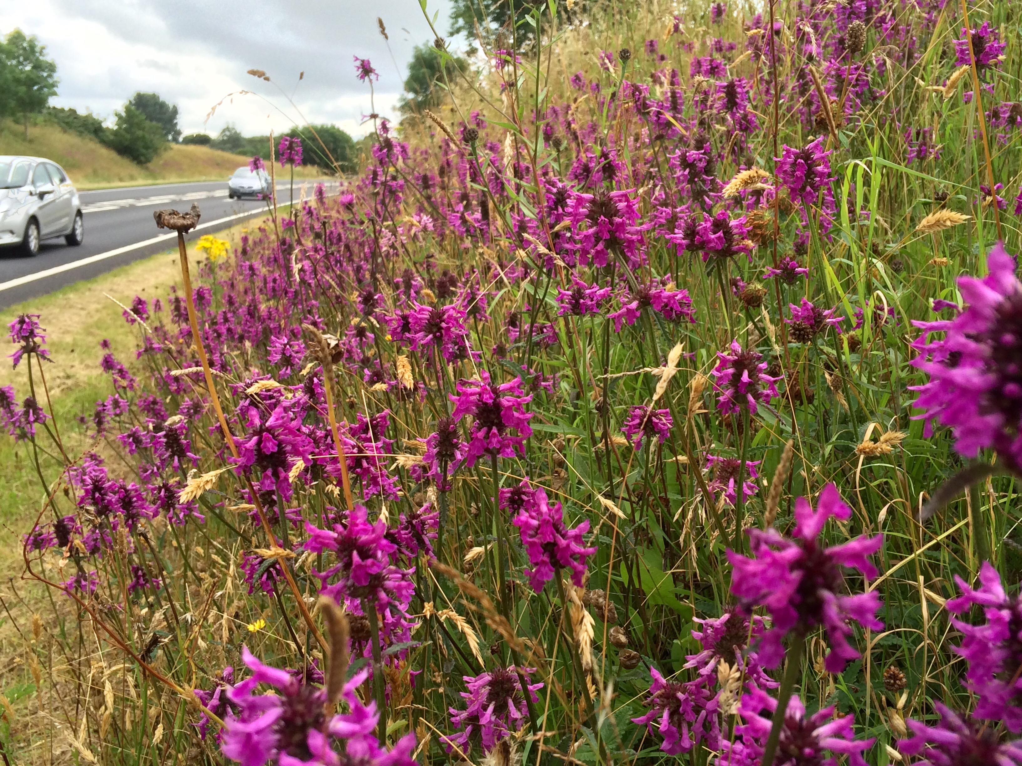 Verges such as Betony Felinheli bypass can bring a flash of nature to commuters (Trevor Dines/Plantlife/PA)