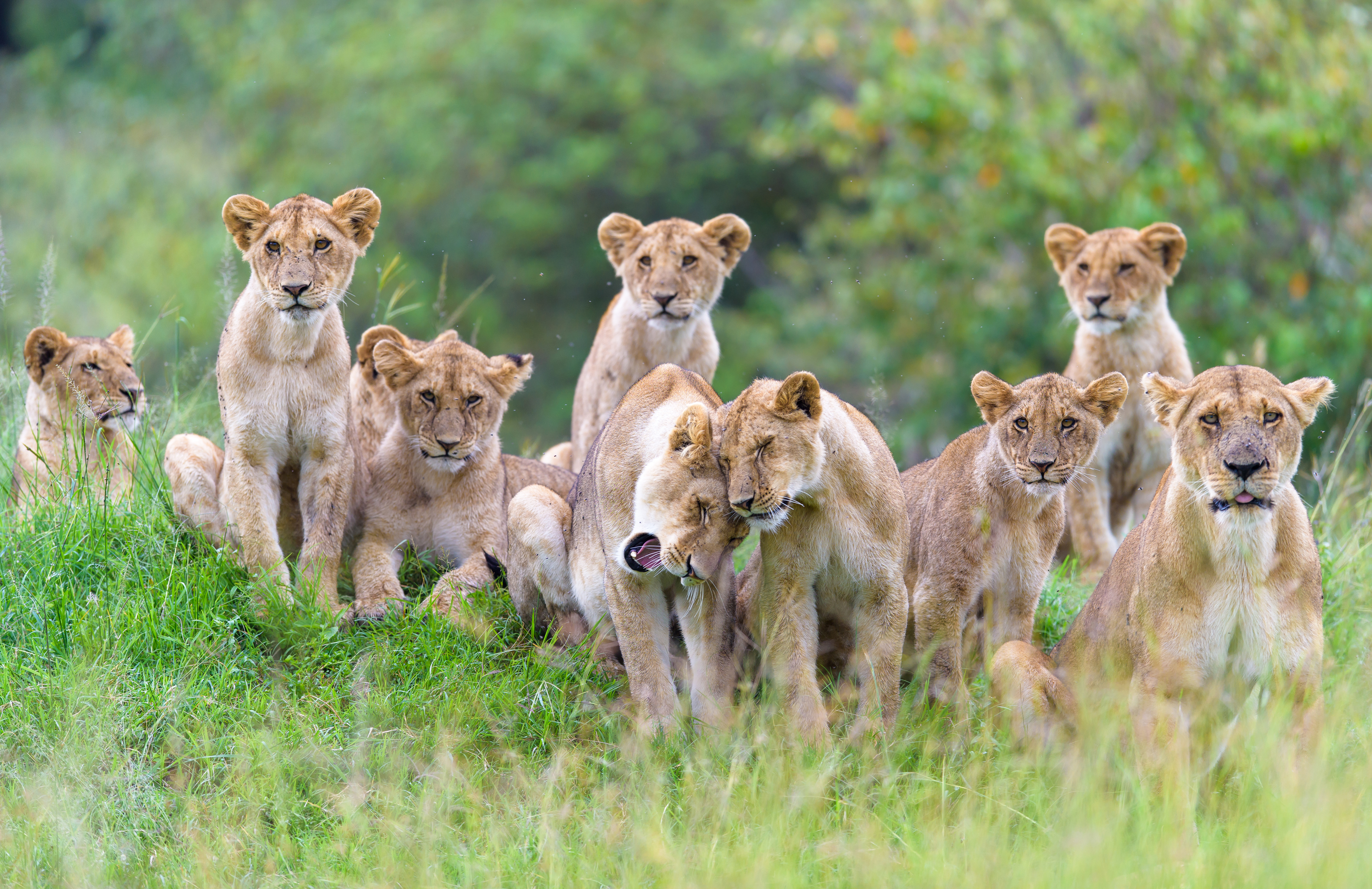 A pride of lions in Kenya