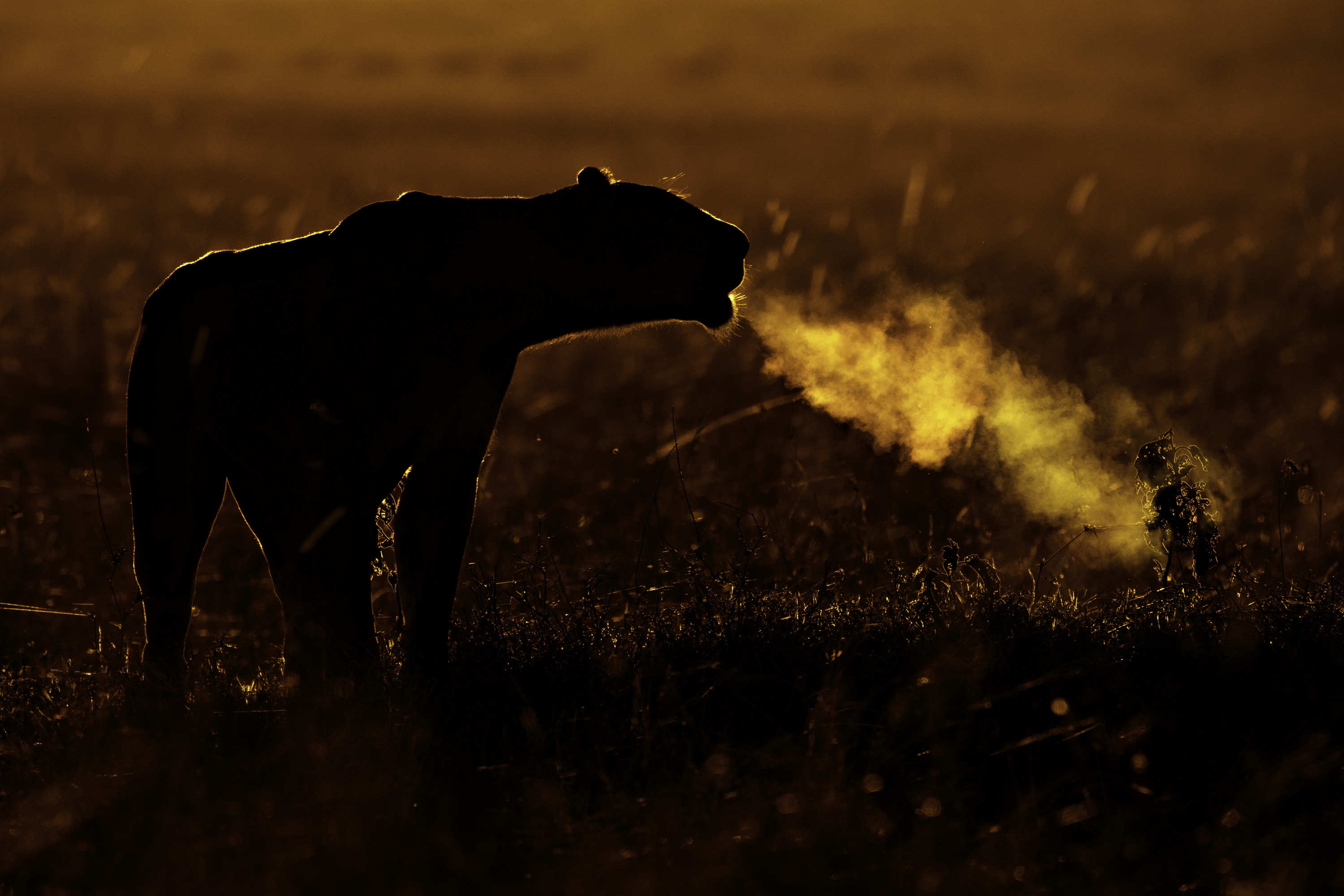 African Lion (Panthera leo) female calling on cold morning Maasai Mara, Kenya, Africa