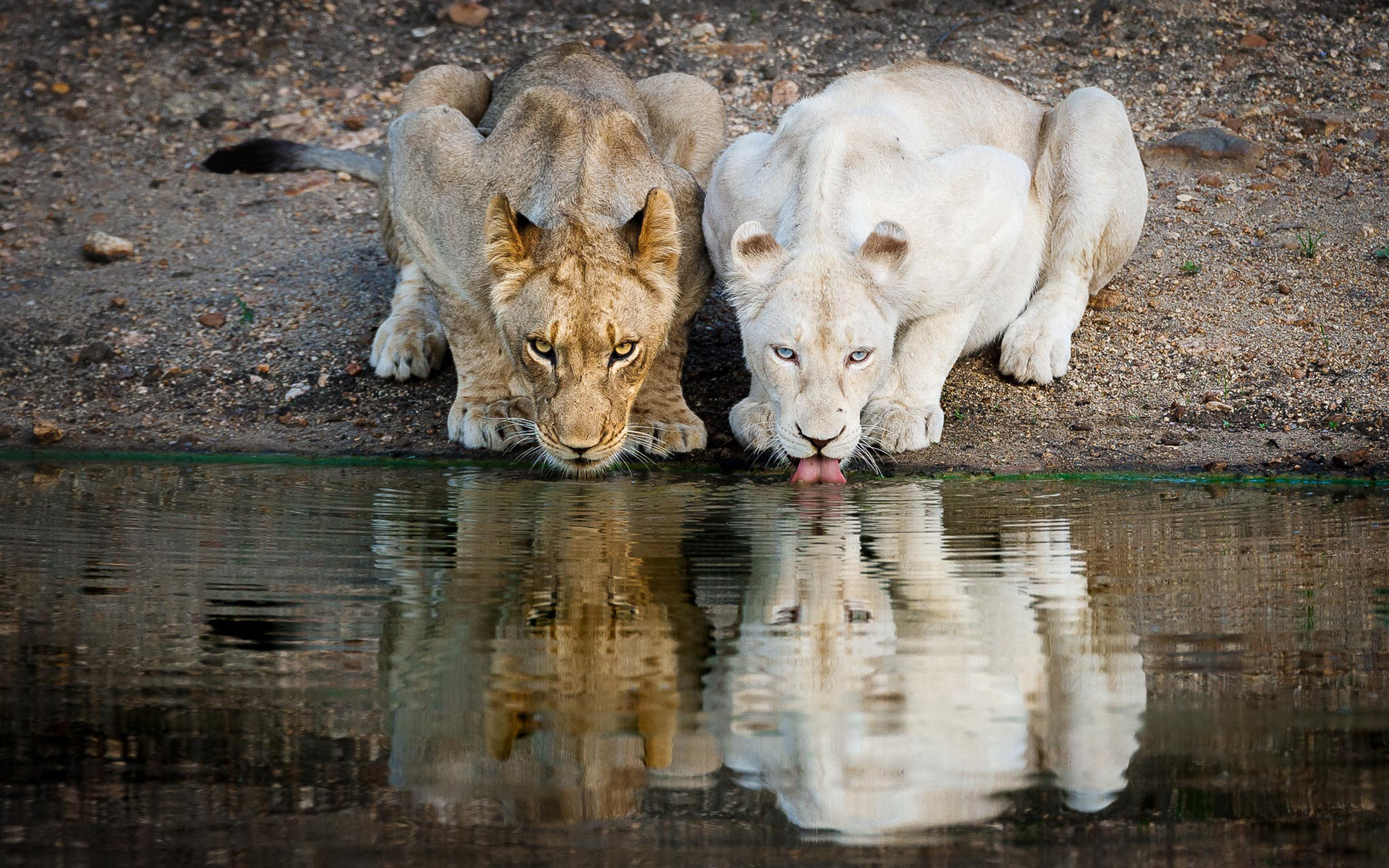 A lion and white lion drinking.