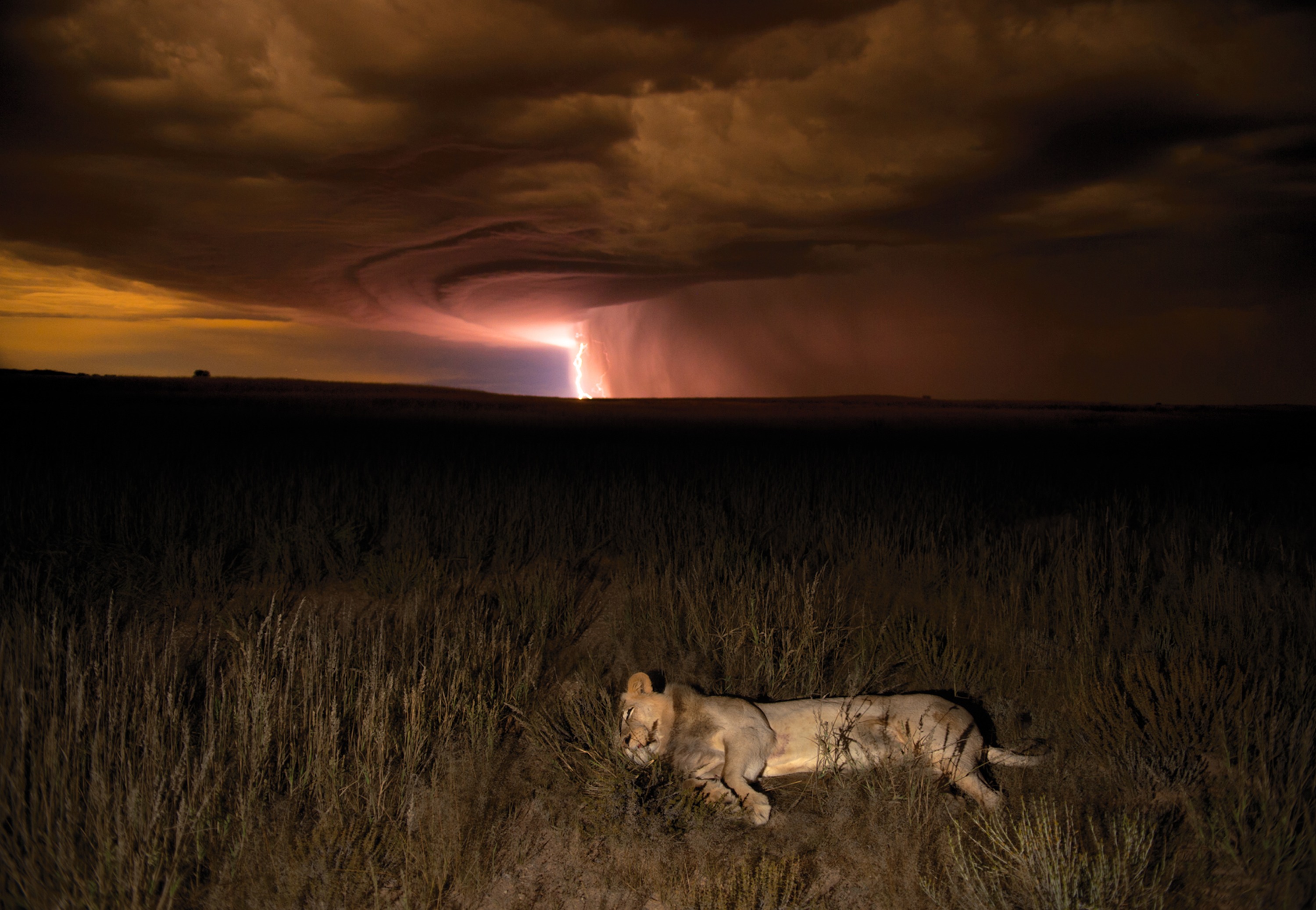 A lion in a storm.
