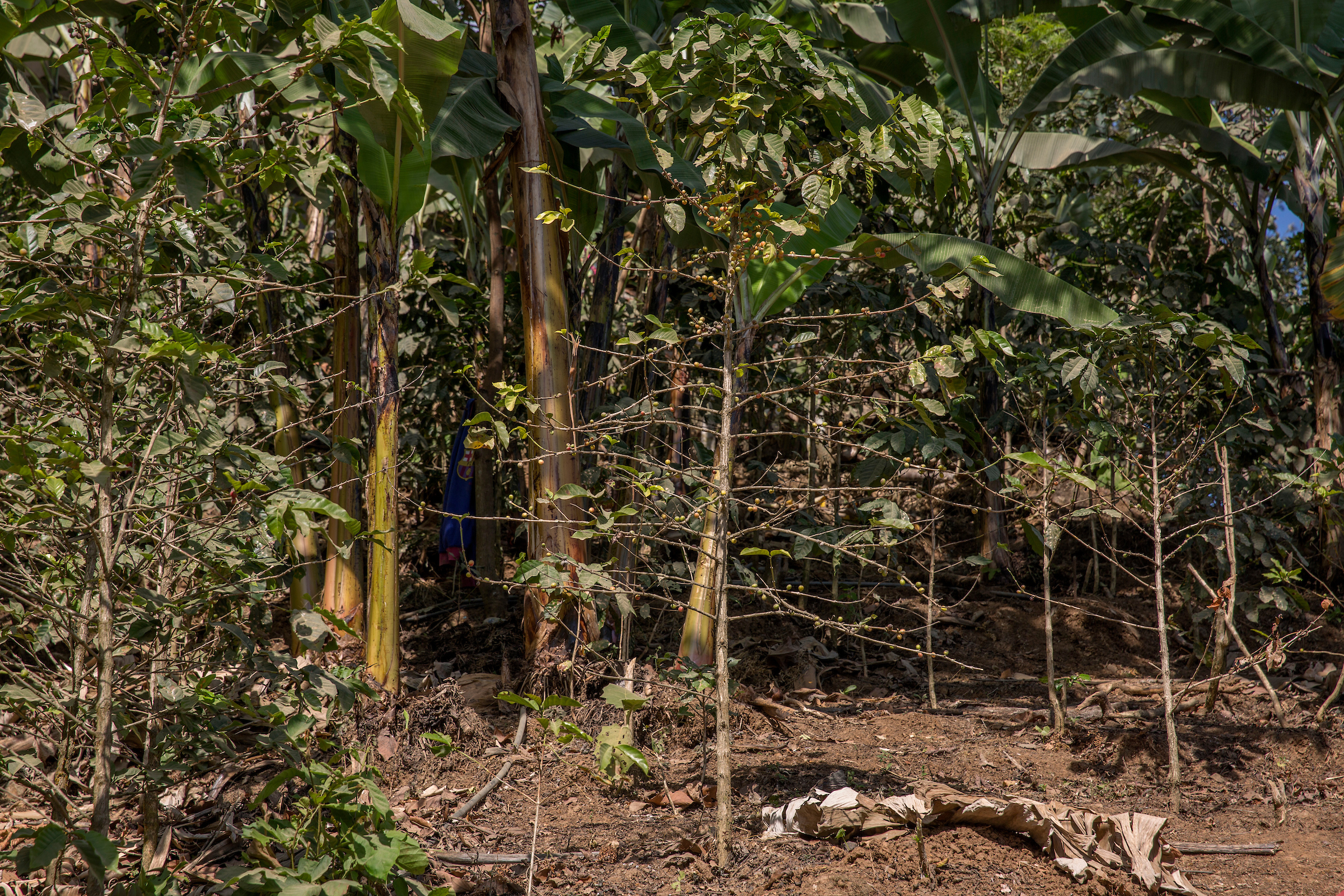 Coffee plants which have been badly affected by coffee rust