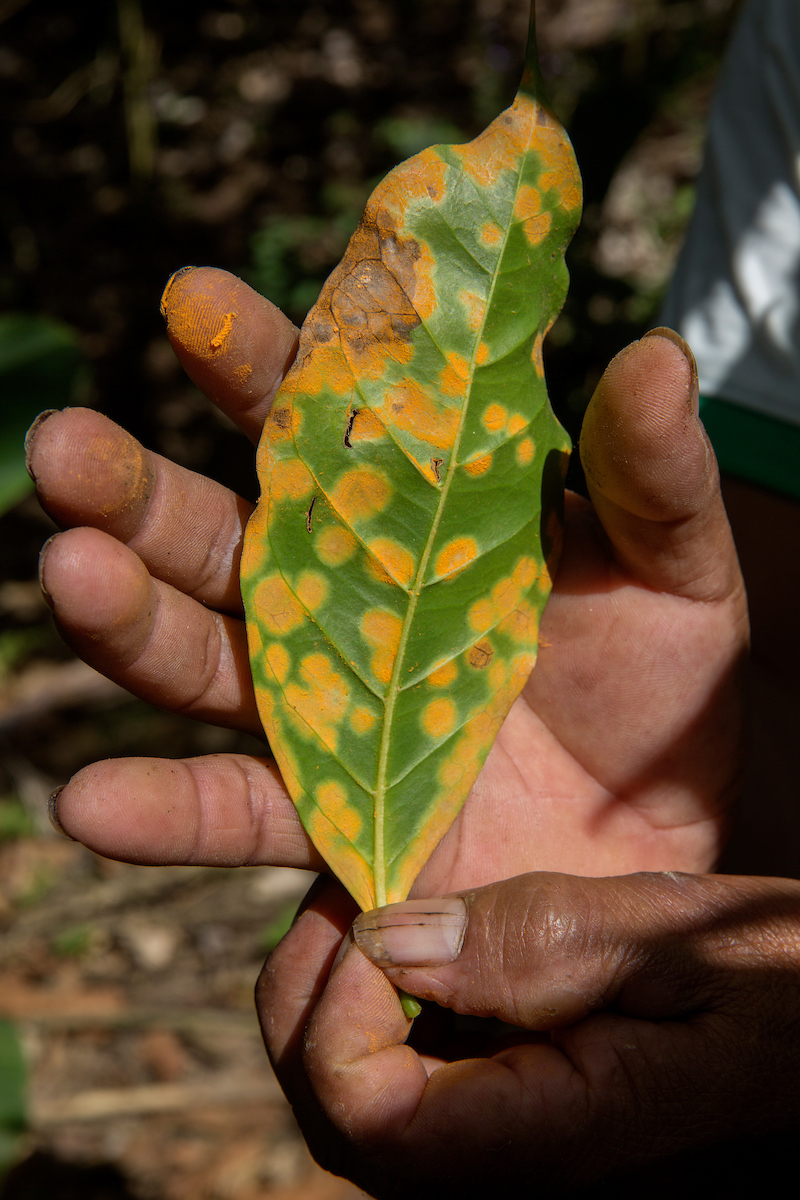 Leaves with La Roya (coffee rust) in San Miguel del Faique, Piura, Peru 