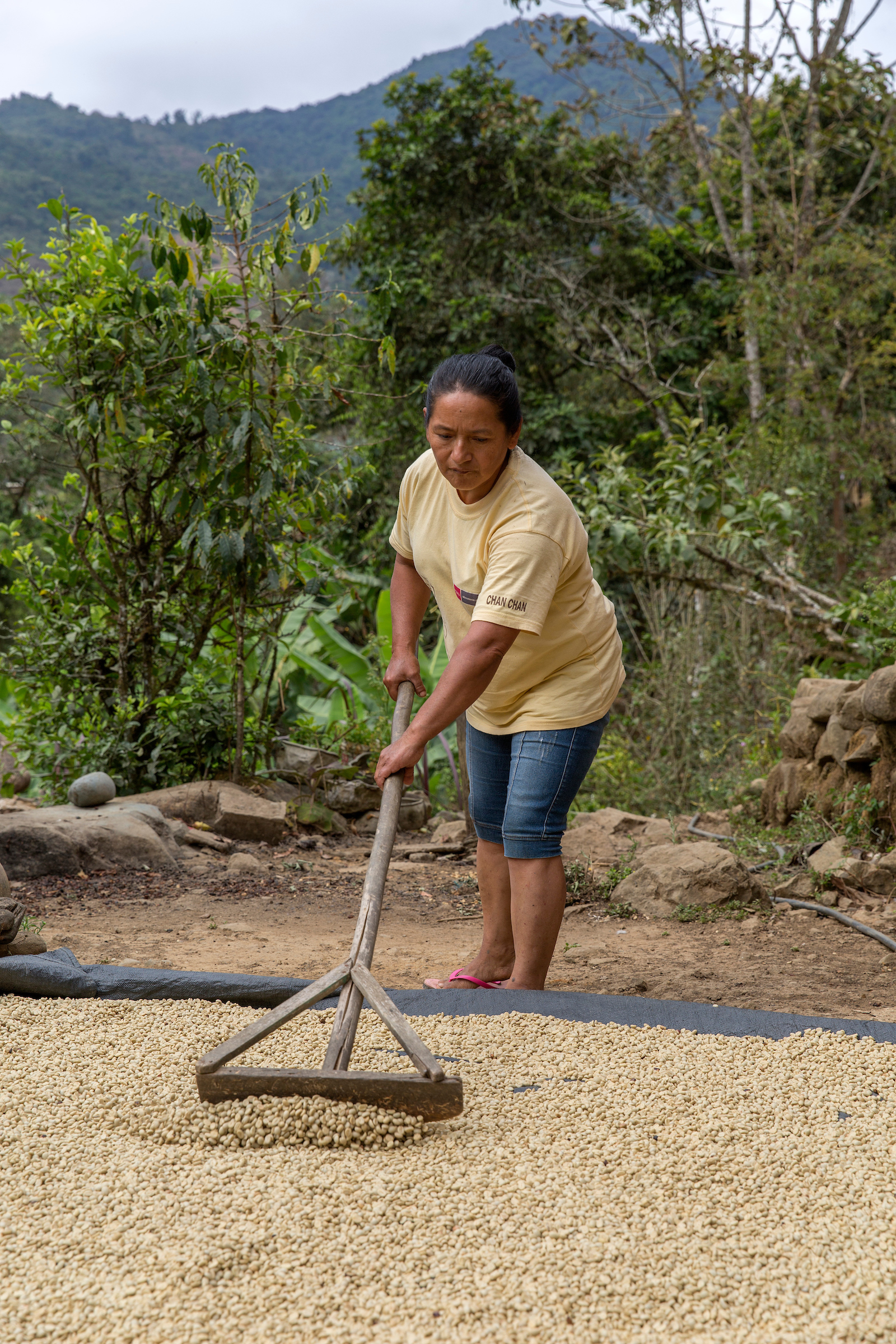 Sefelmira Alberca Pangalima rakes coffee beans laid out to dry in the sun 