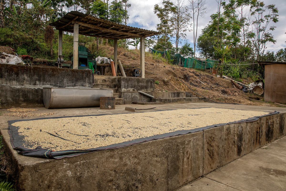 The family have invested in machinery and a concrete platform which helps the beans dry to a better quality (Eduardo Martino/PA)