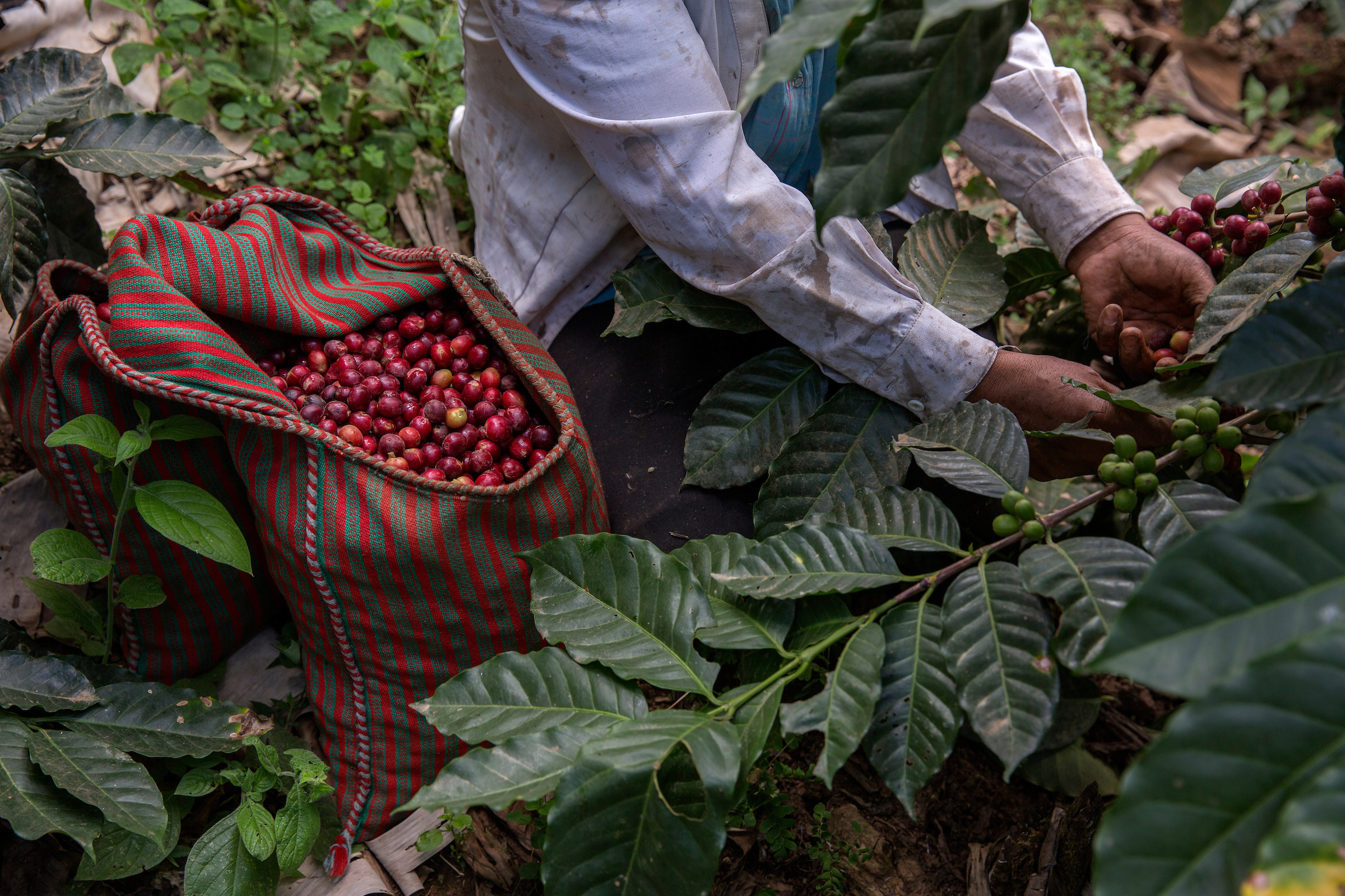 Workers in Piura harvest coffee cherries by hand 