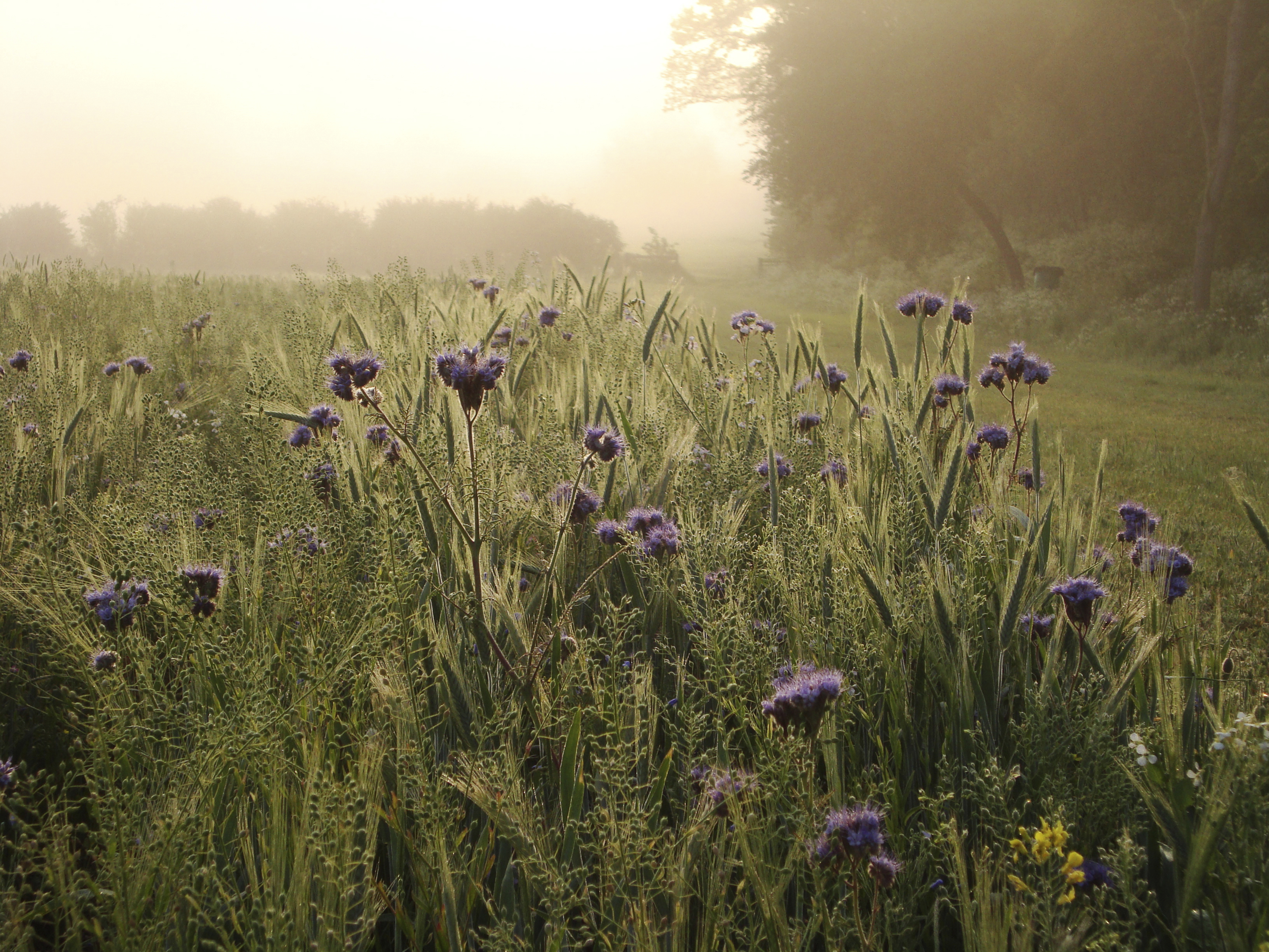 Some farmers undertake wildlife friendly farming such as planting flower rich field margins (Colin Wilkinson/RSPB Images/PA)