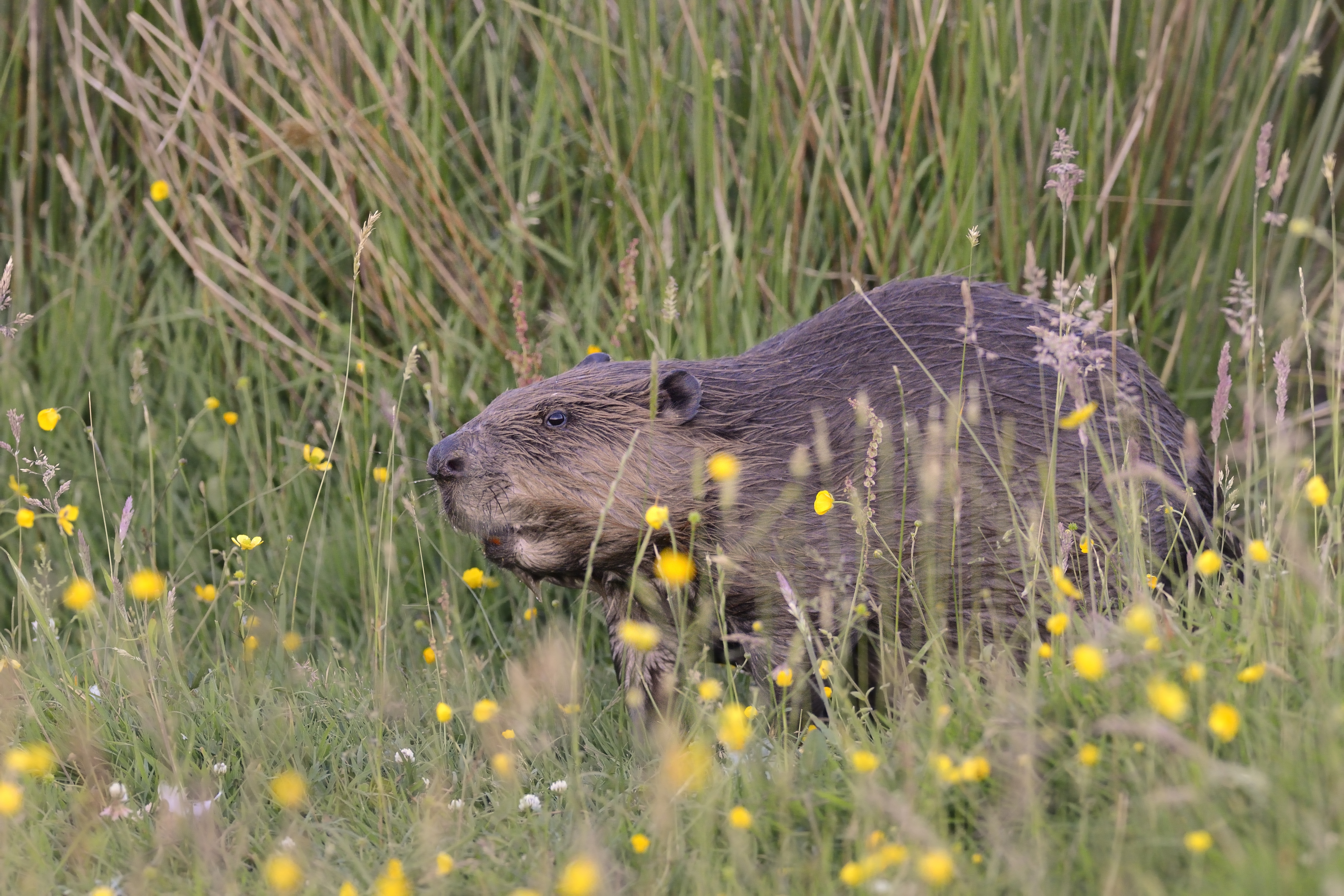 Beavers have been reintroduced (Nick Upton/RSPB Images/PA)