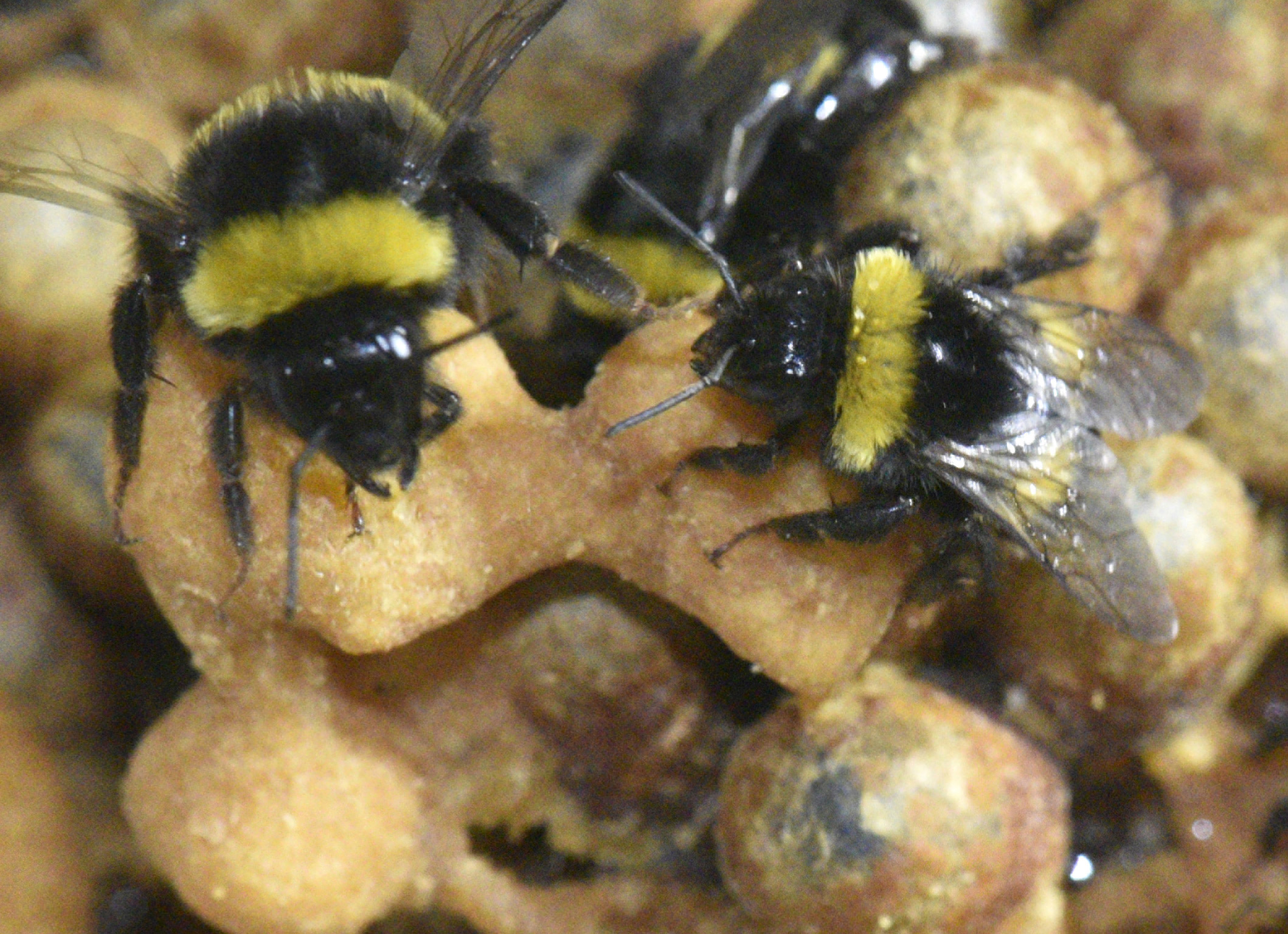 Bumble bee,