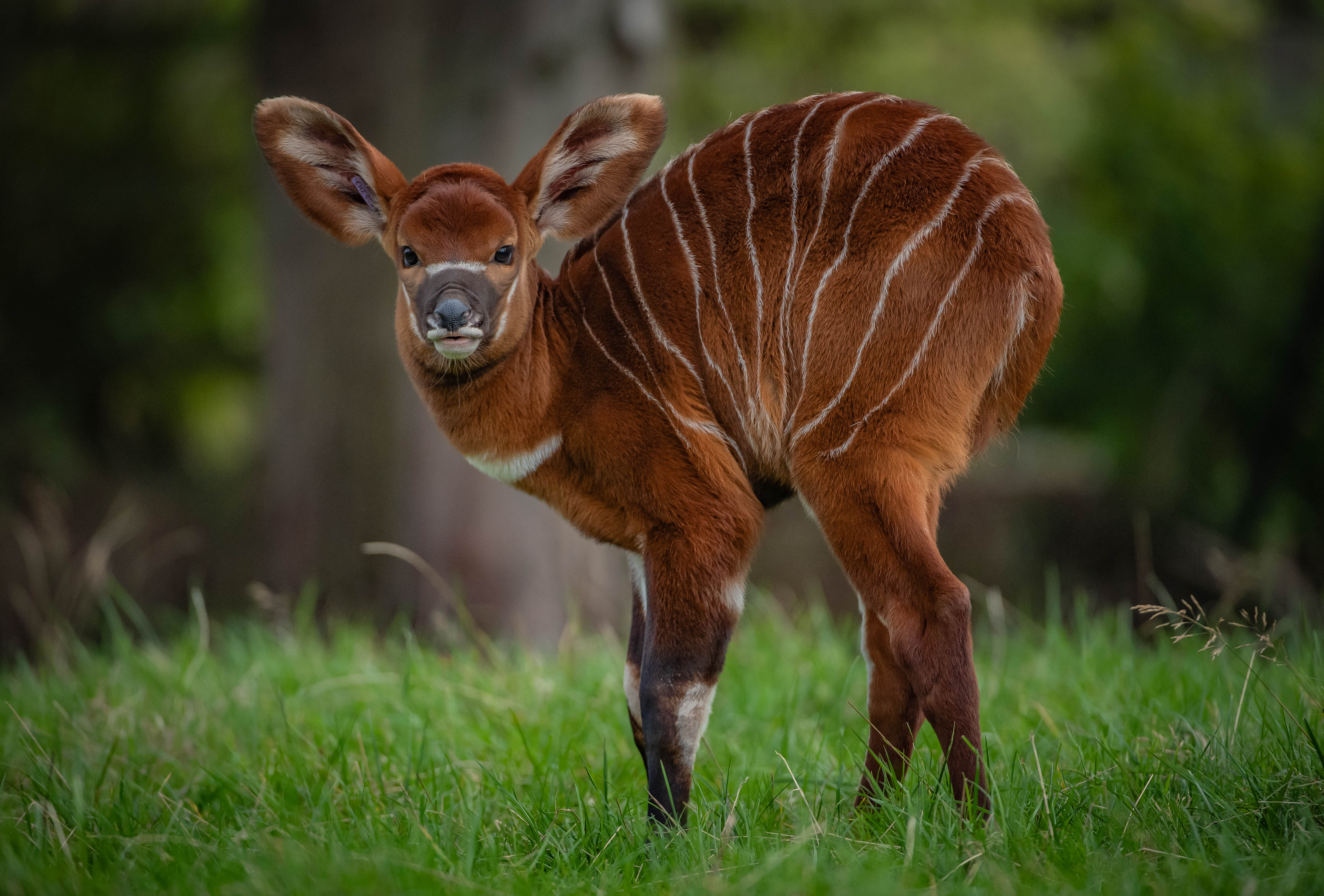 One of world’s rarest mammals gives birth to ‘beautiful’ calf at