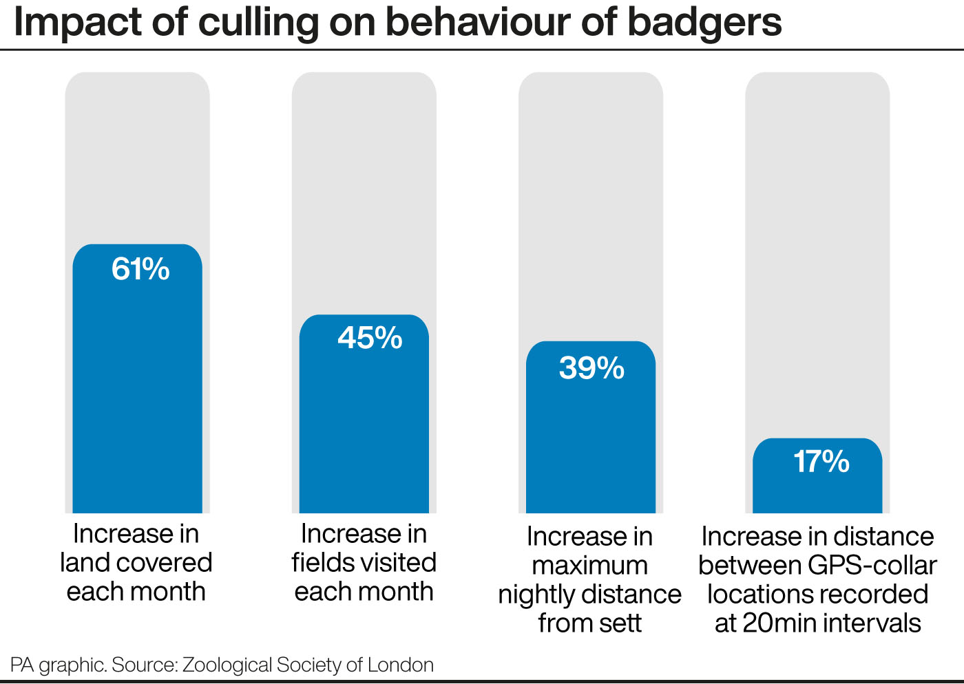 A graphic showing the impact of culling on behaviour of badgers