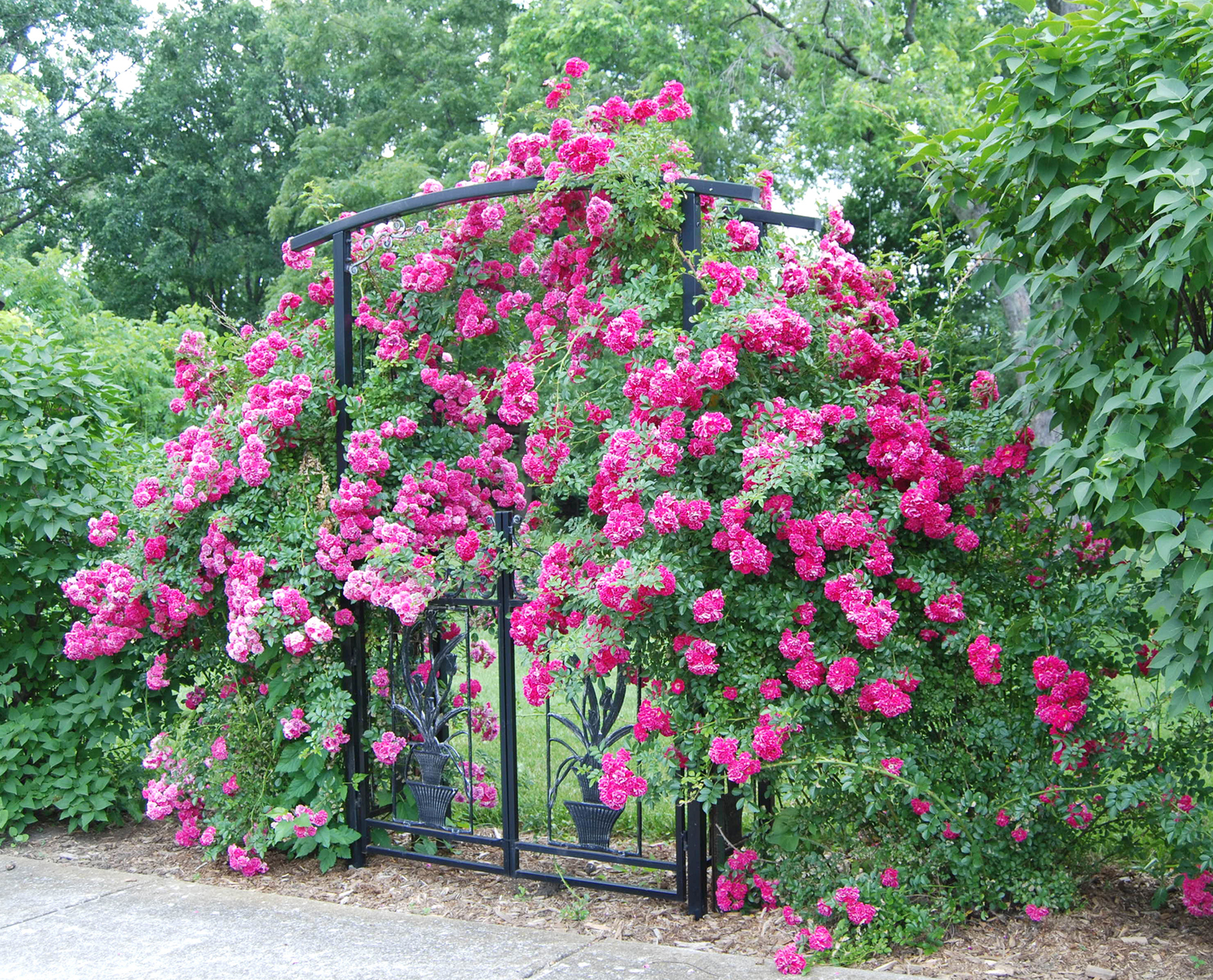 Established climbing roses on an arch (iStock/PA)