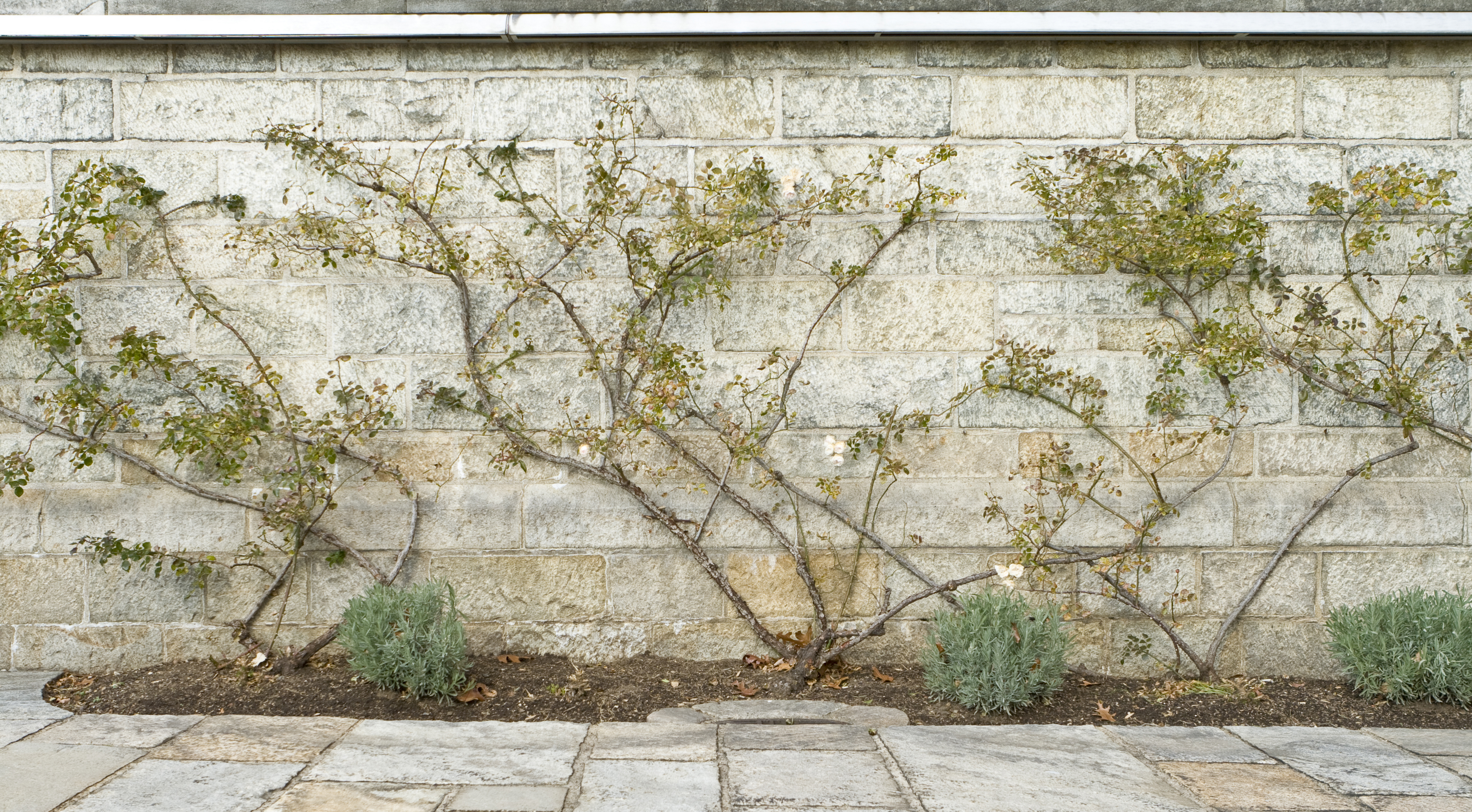 Roses tied into new stems on horizontal wires (iStock/PA)