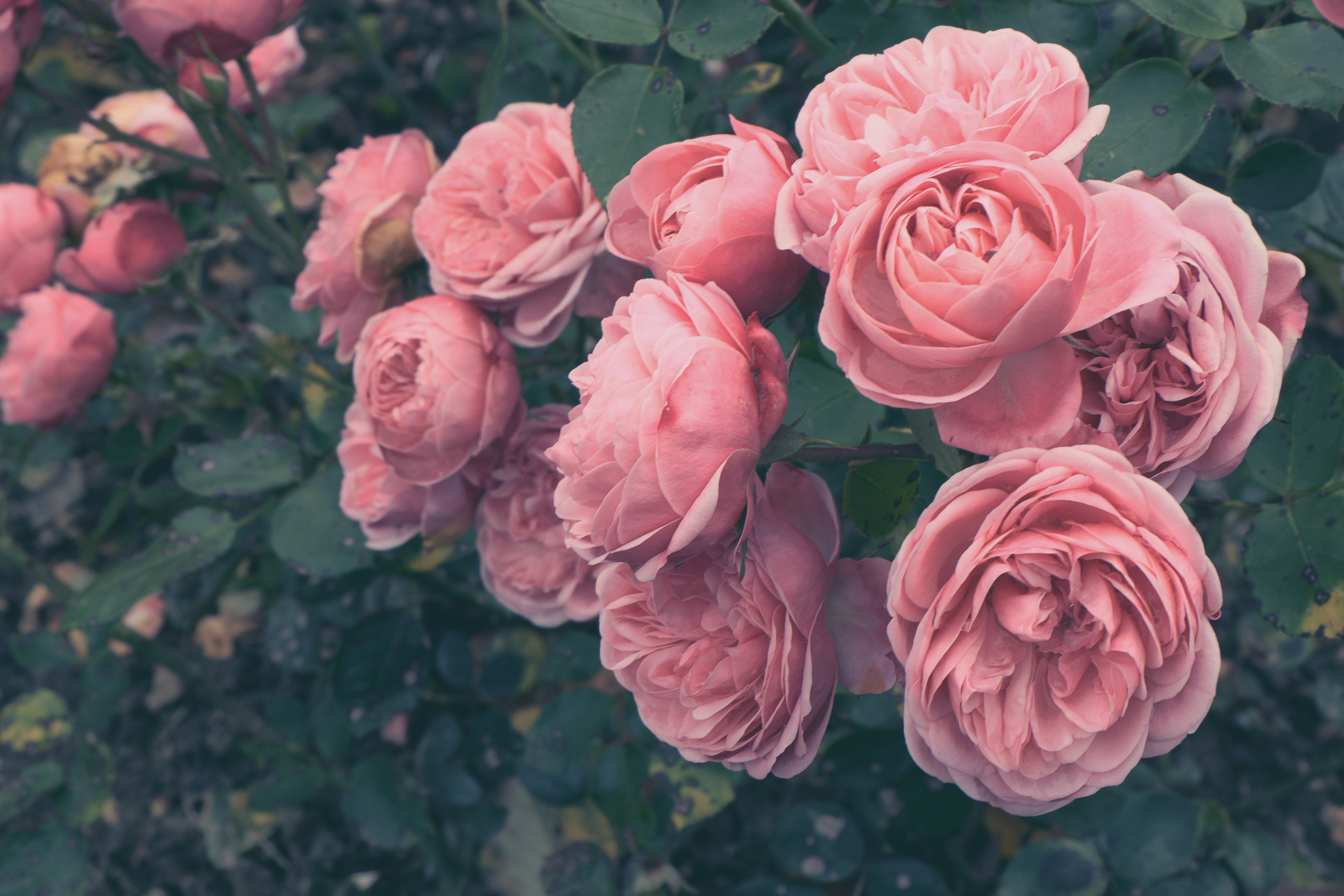 Shrub roses (iStock/PA)